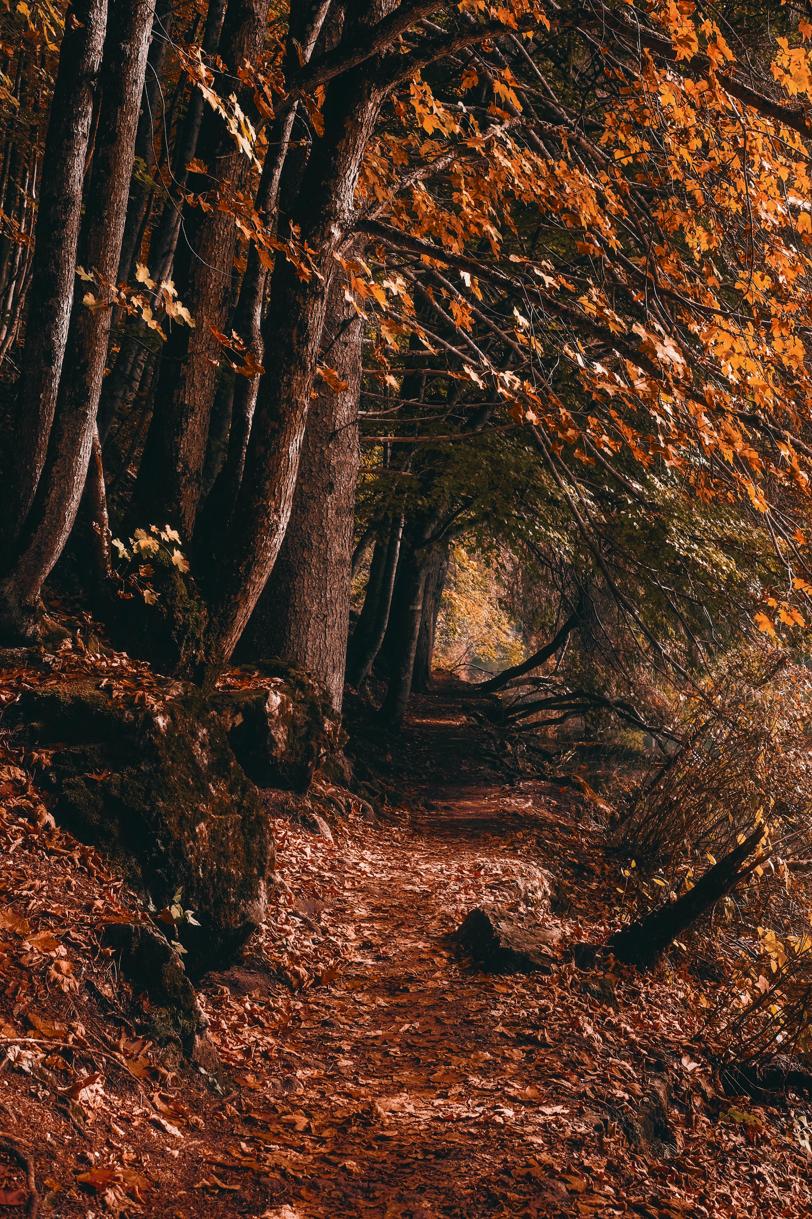 PCデスクトップに自然, 木, 秋, 道, 森林, 森, パス画像を無料でダウンロード