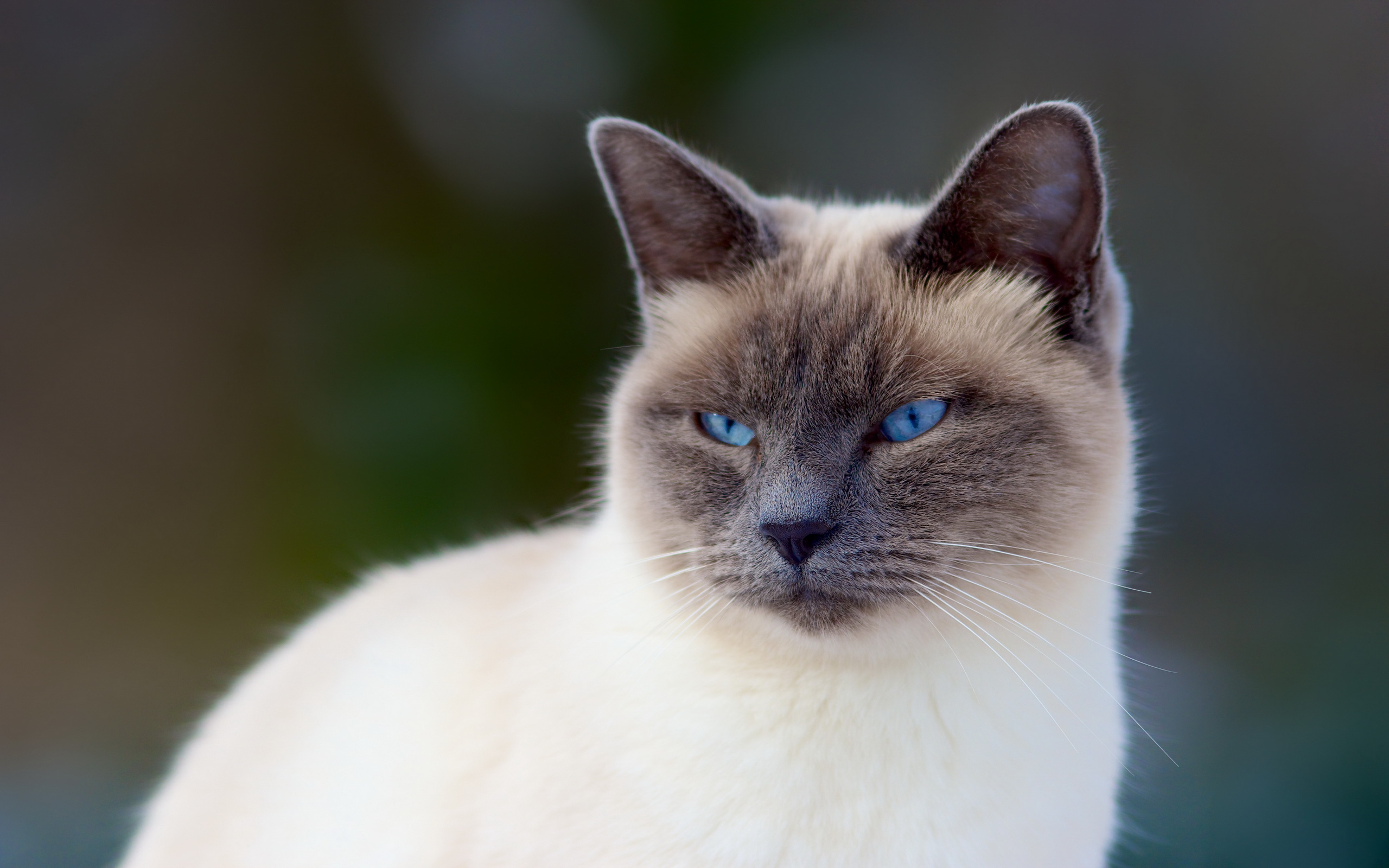 Baixar papel de parede para celular de Animais, Gatos, Gato gratuito.