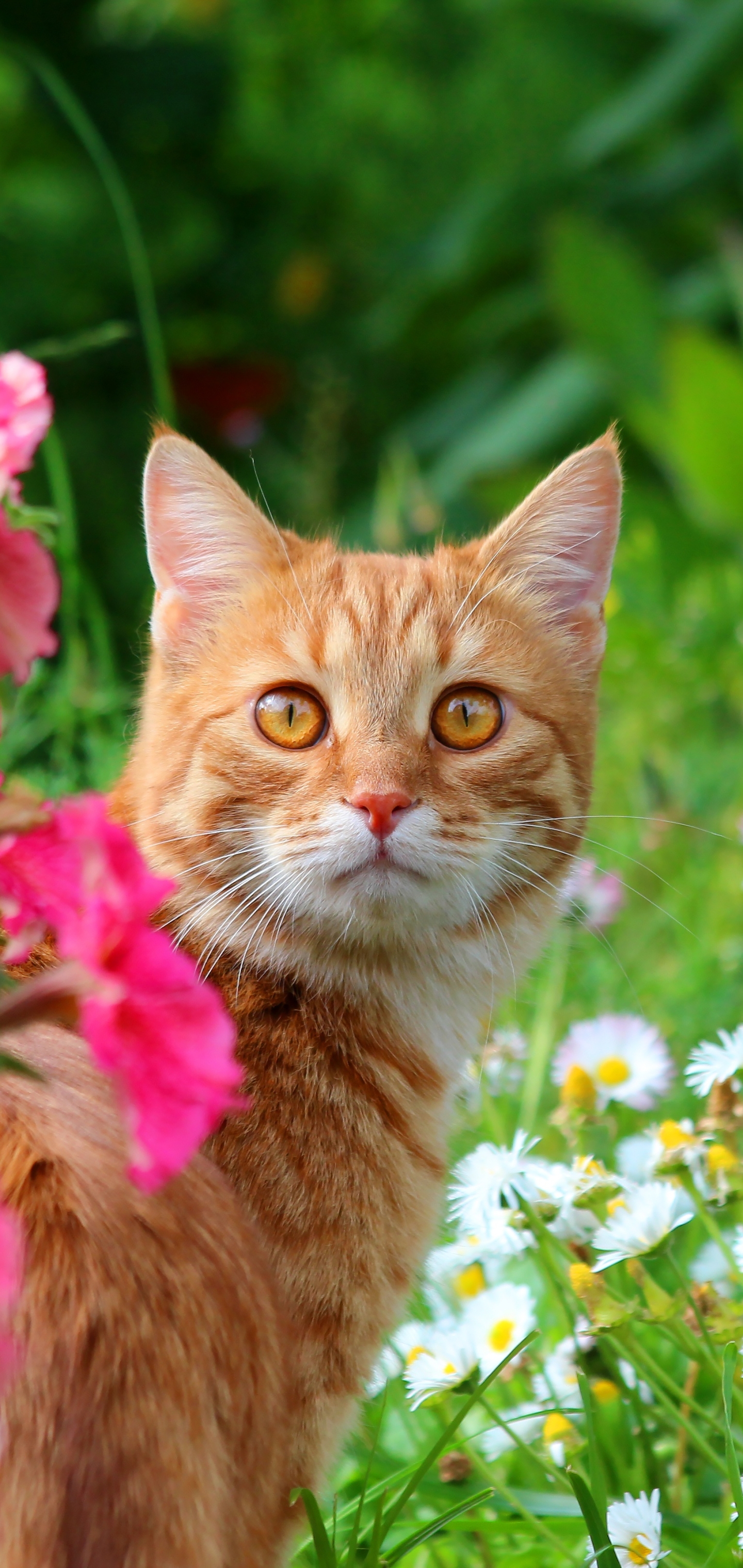Laden Sie das Tiere, Katzen, Sommer, Katze, Pinke Blume-Bild kostenlos auf Ihren PC-Desktop herunter
