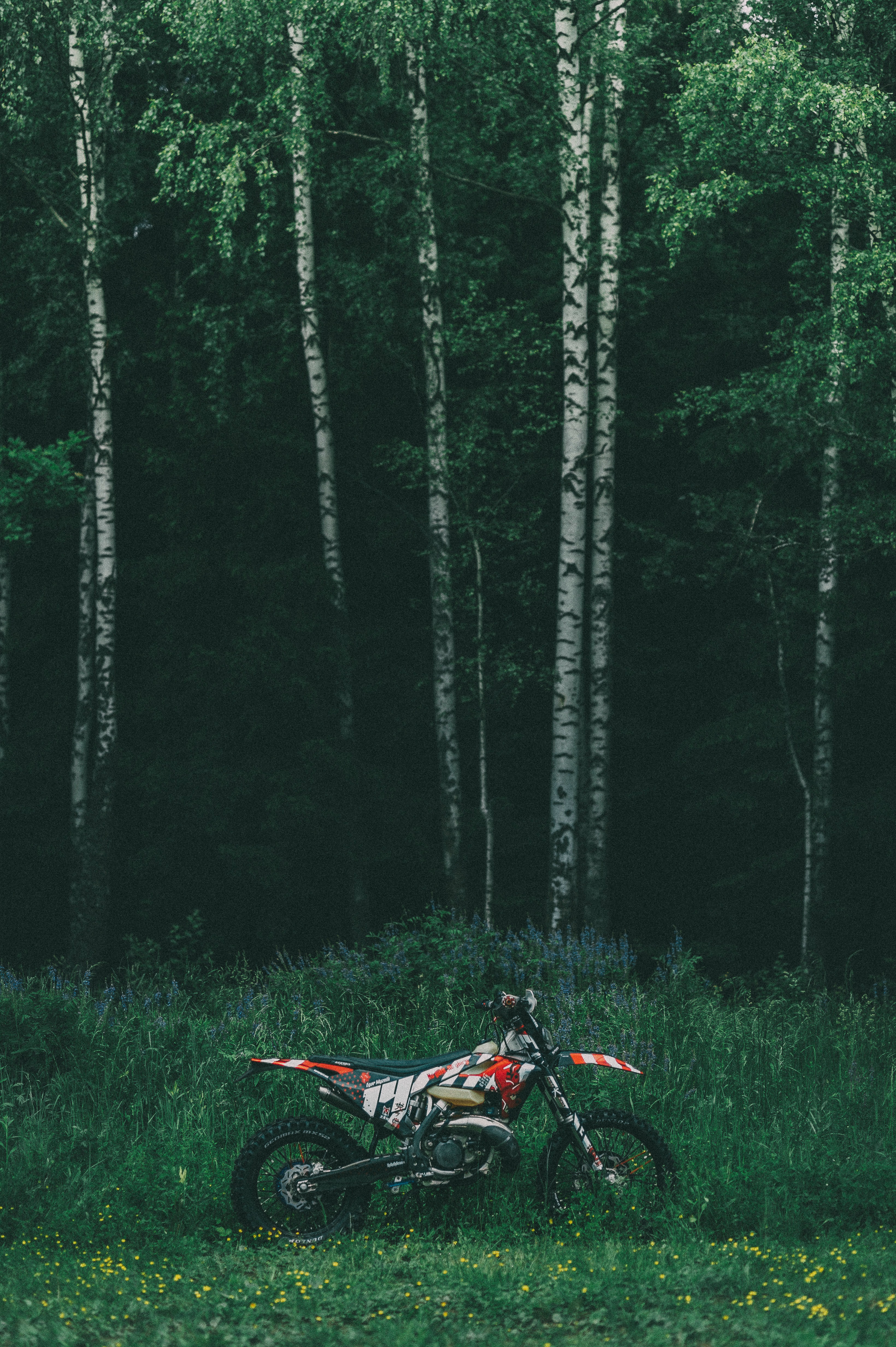Download mobile wallpaper Forest, Motorcycles, Trees, Motorcycle, Bike for free.