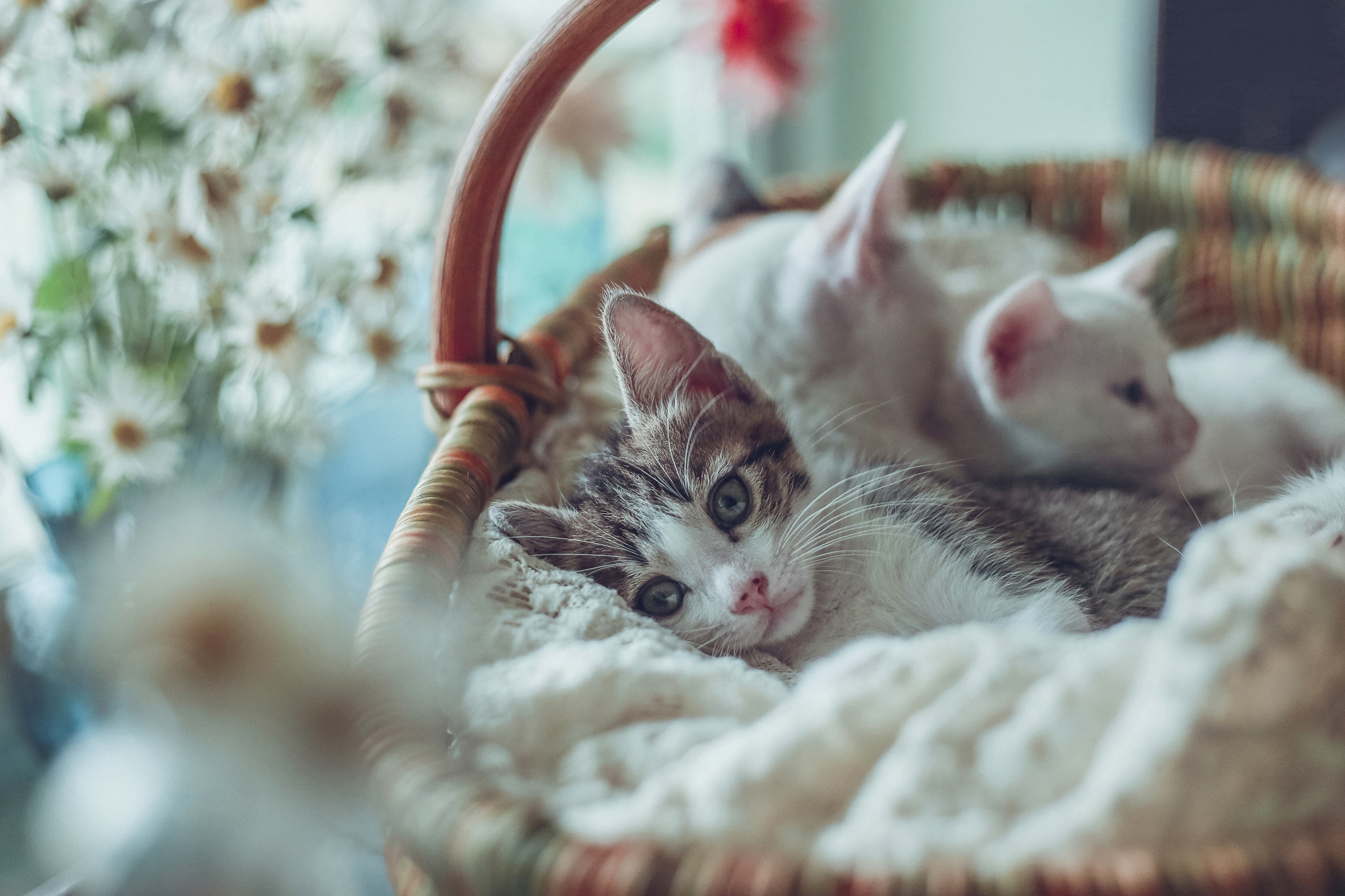Download mobile wallpaper Cats, Cat, Kitten, Animal, Basket, Baby Animal for free.