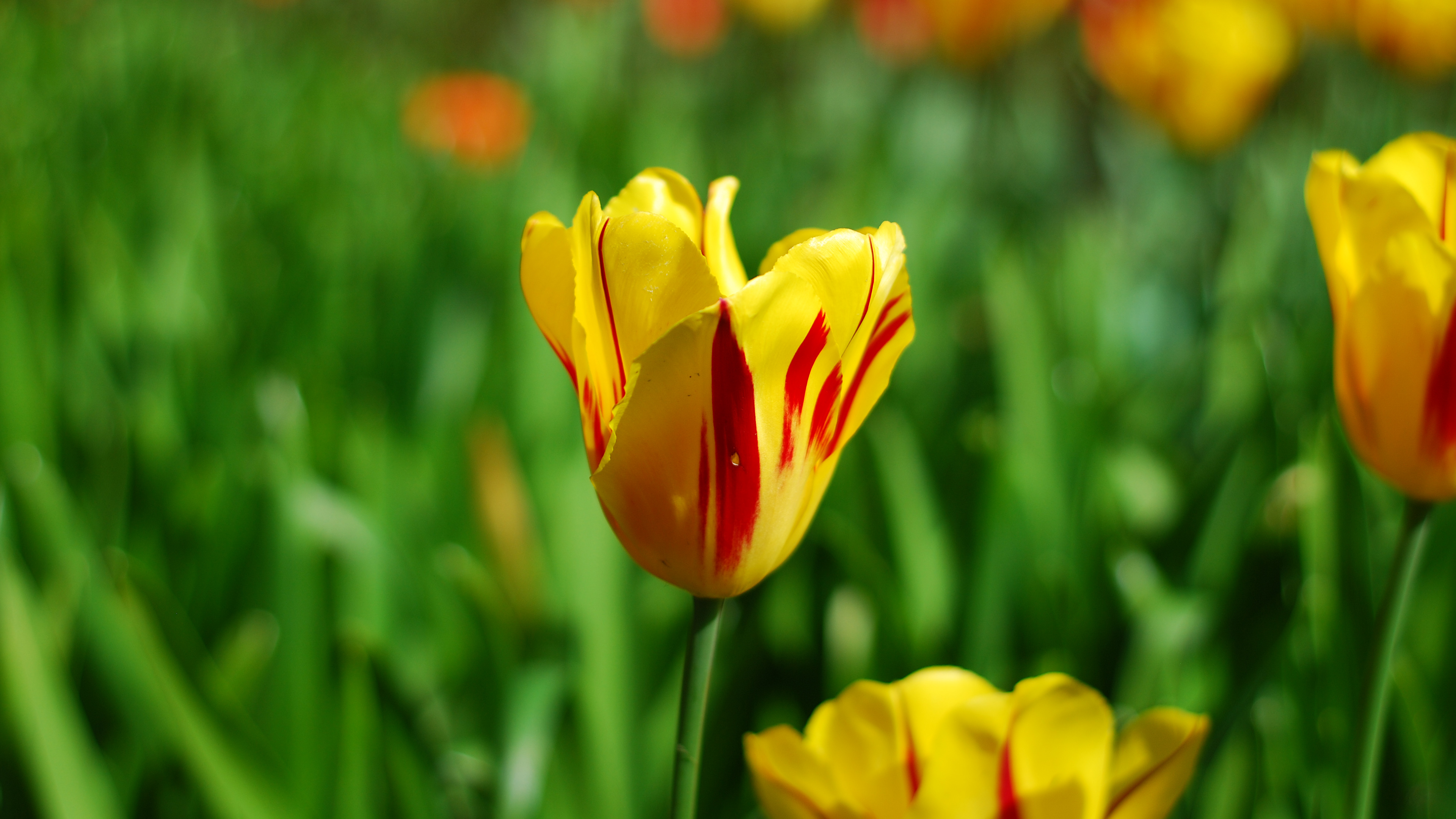 Descarga gratis la imagen Flores, Tulipán, Tierra/naturaleza en el escritorio de tu PC