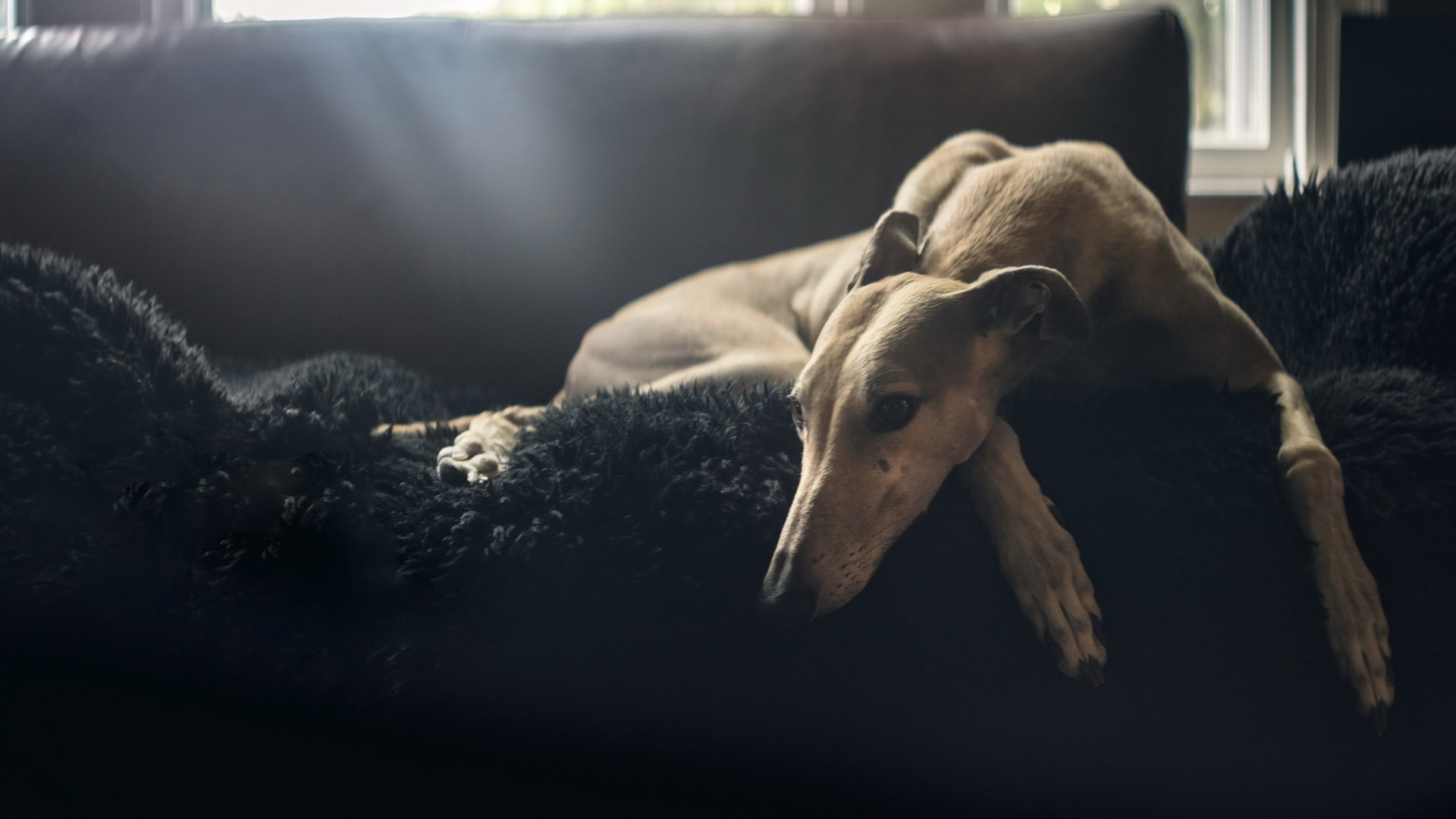 animal, greyhound, dog, resting, sofa, sunbeam, dogs
