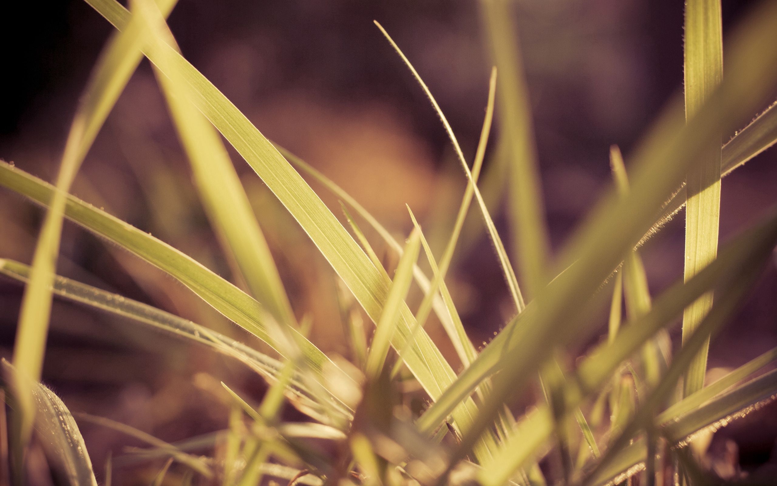 Laden Sie das Grass, Glatt, Unschärfe, Makro, Pflanze-Bild kostenlos auf Ihren PC-Desktop herunter