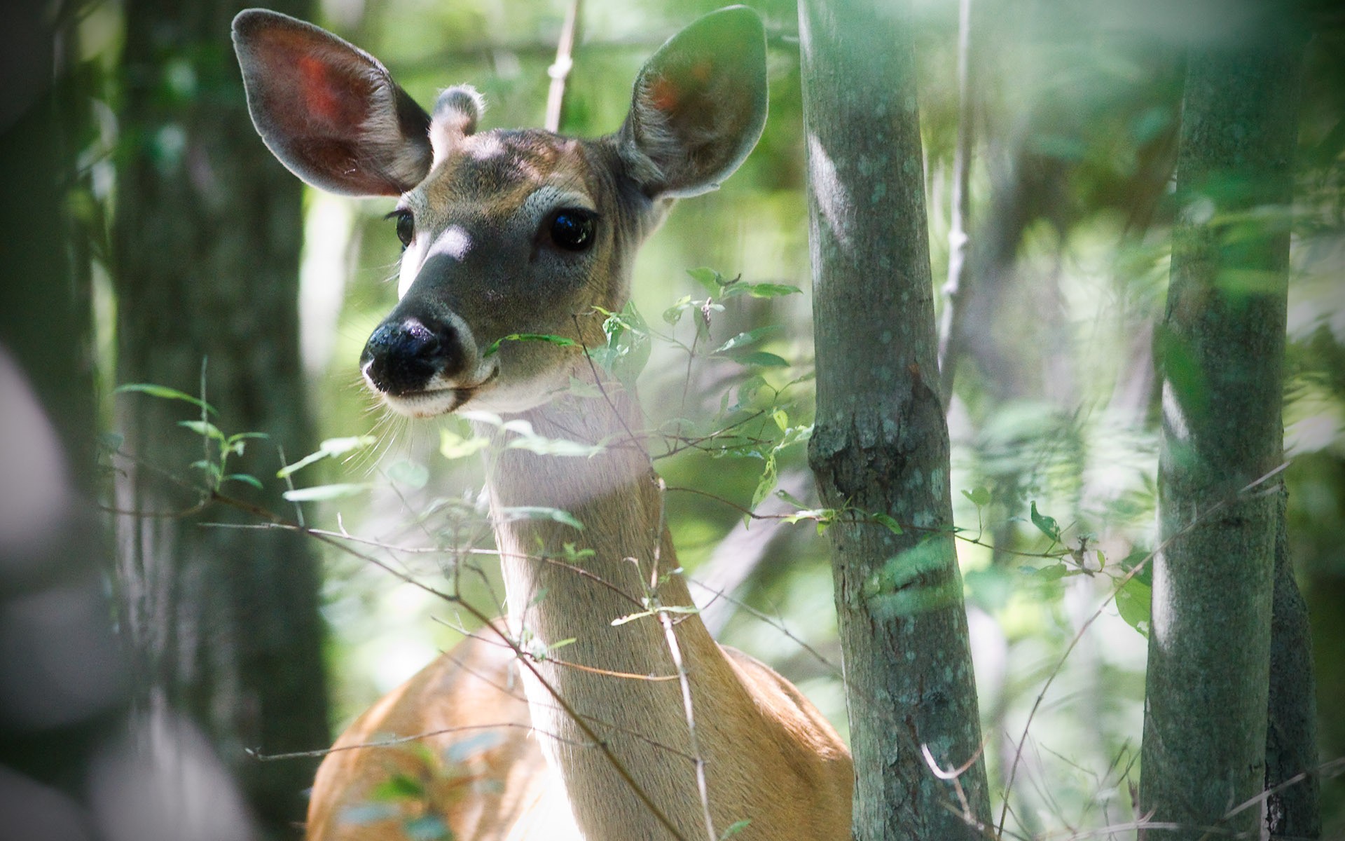 Download mobile wallpaper Animal, Deer for free.