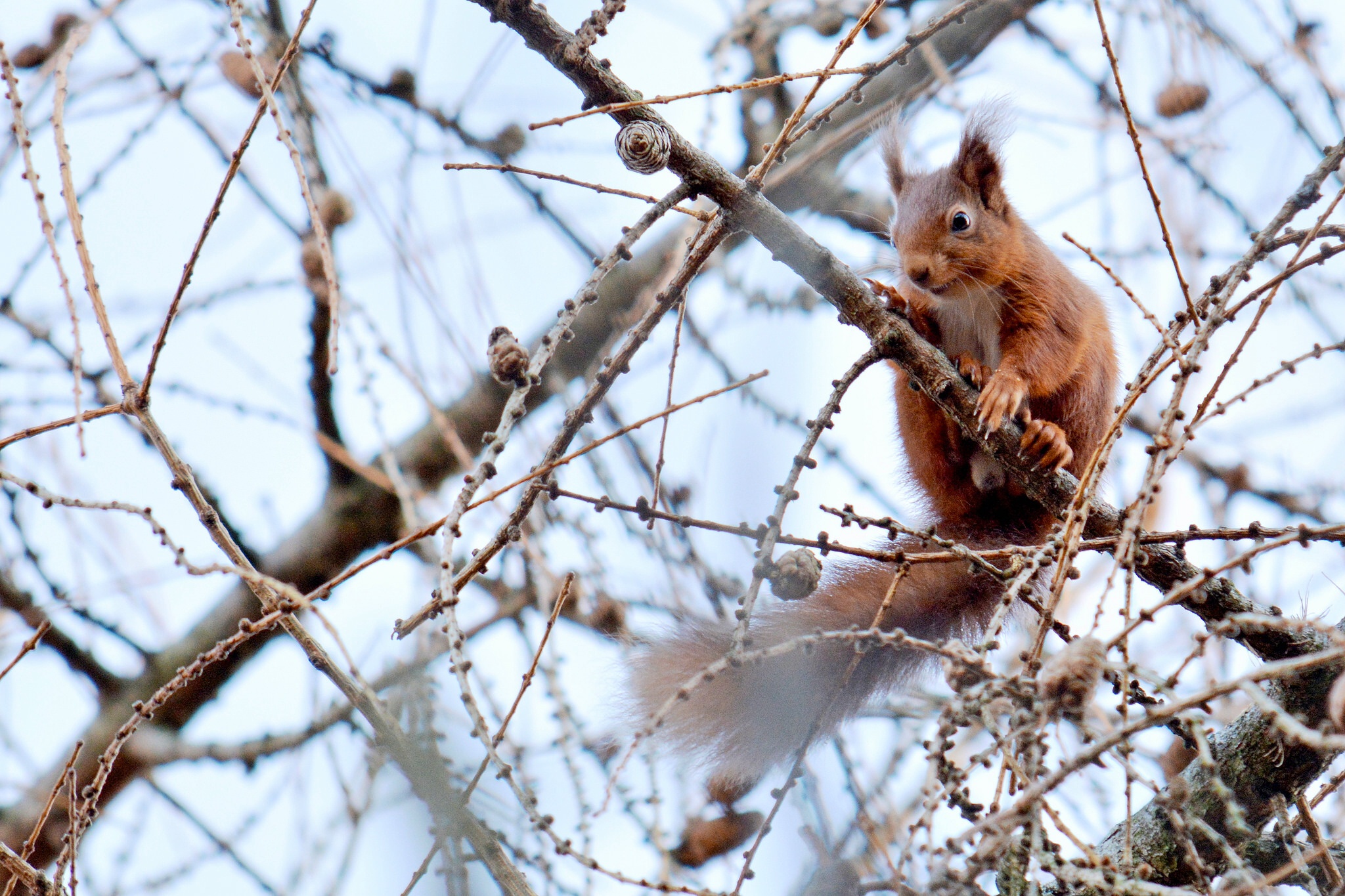 Free download wallpaper Squirrel, Branch, Animal, Rodent on your PC desktop