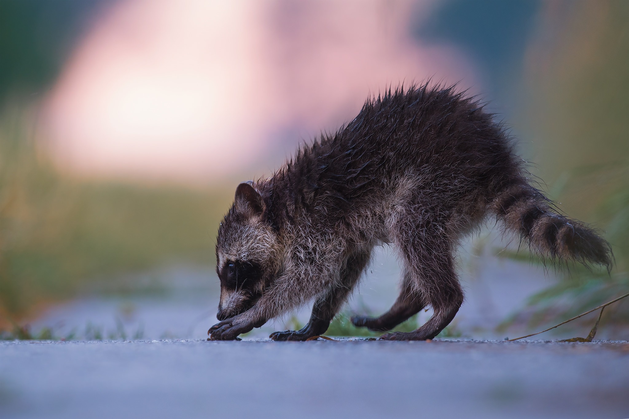 Download mobile wallpaper Animal, Raccoon, Baby Animal, Depth Of Field for free.
