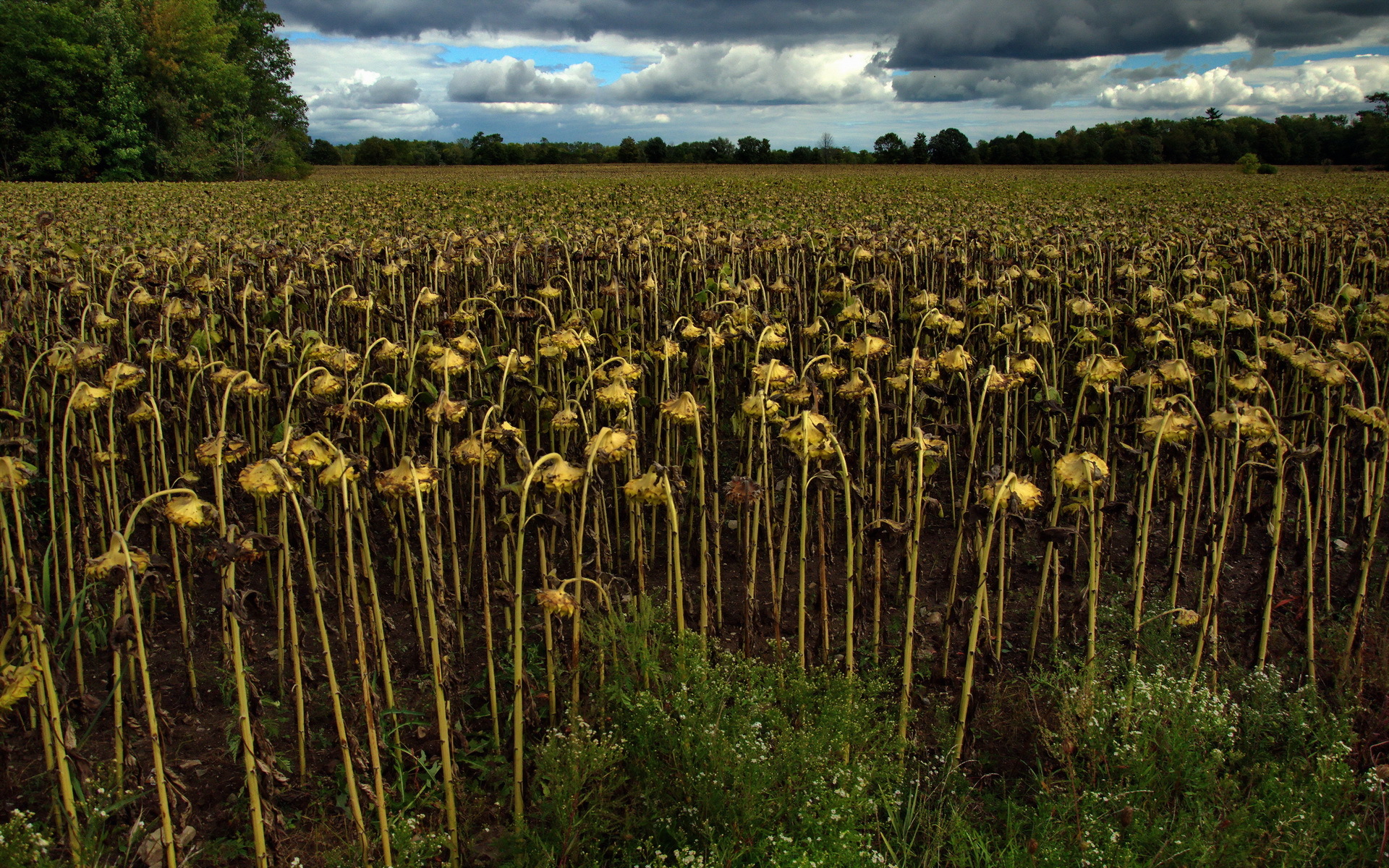 Free download wallpaper Landscape, Nature, Flowers, Earth, Field, Sunflower on your PC desktop