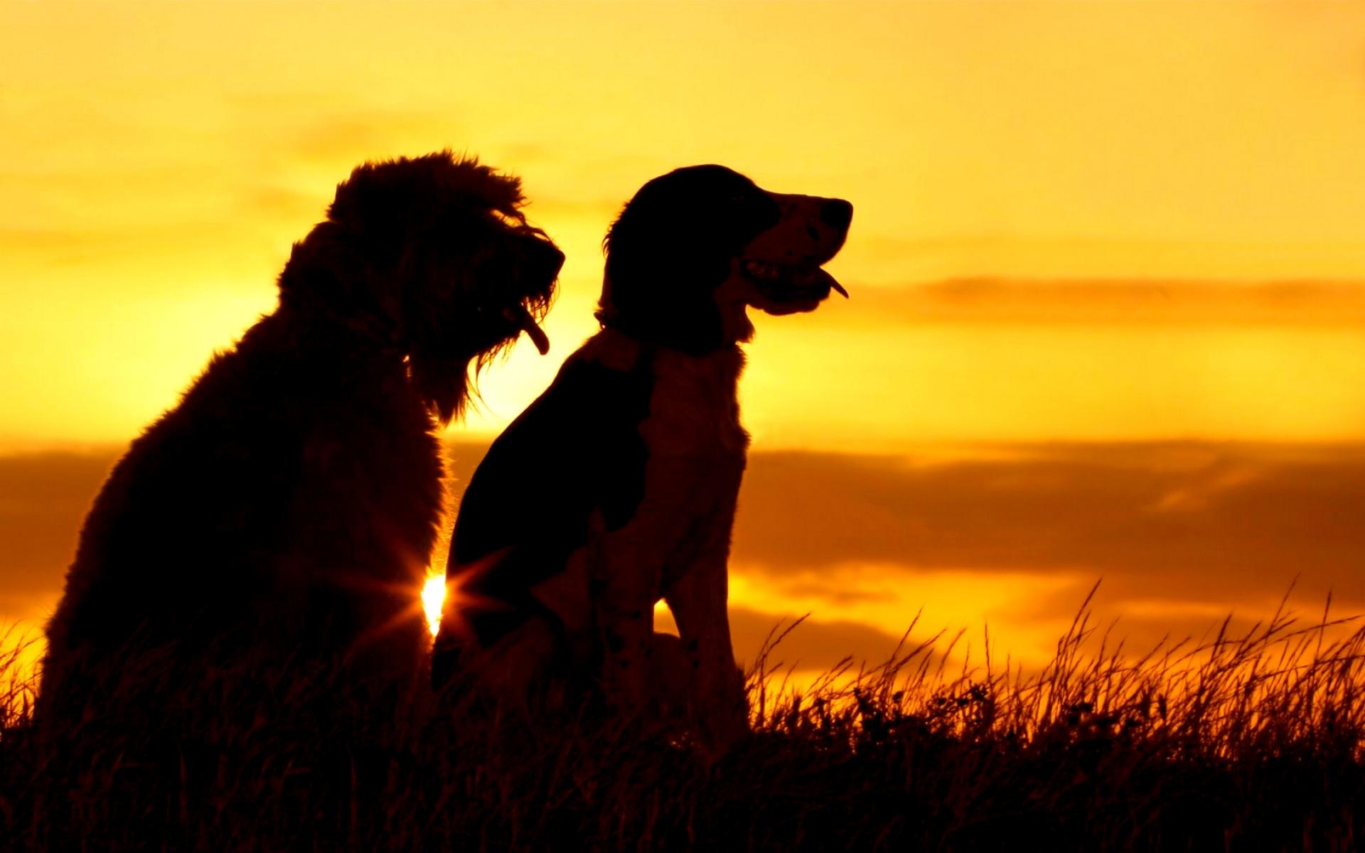 Free download wallpaper Dogs, Silhouette, Dog, Animal on your PC desktop