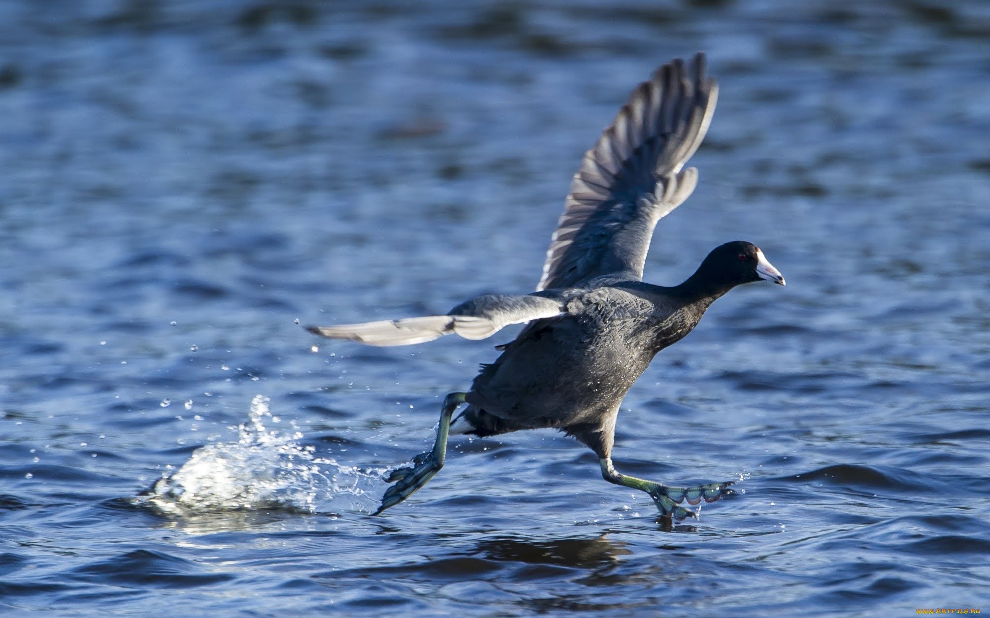 Téléchargez des papiers peints mobile Oiseau, Des Oiseaux, Animaux gratuitement.