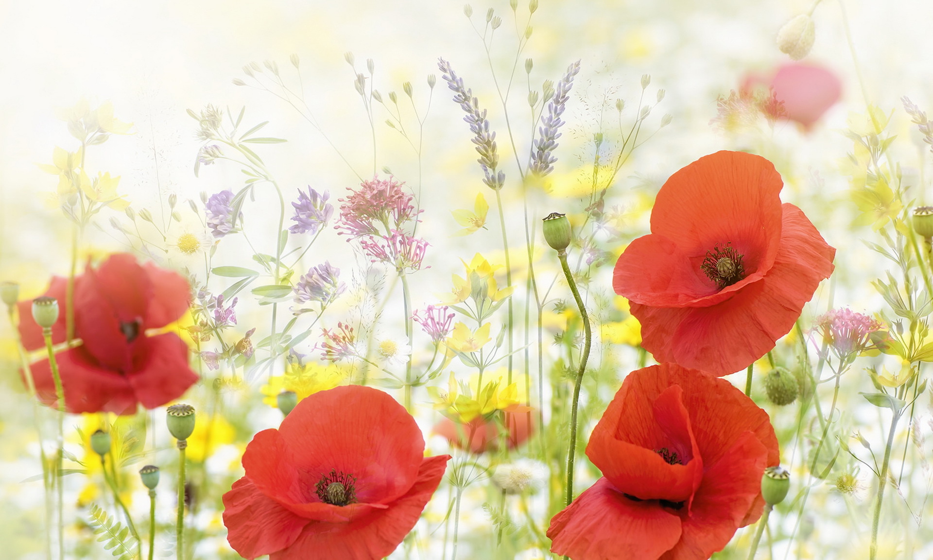 Handy-Wallpaper Natur, Blumen, Mohn, Blume, Rote Blume, Erde/natur kostenlos herunterladen.