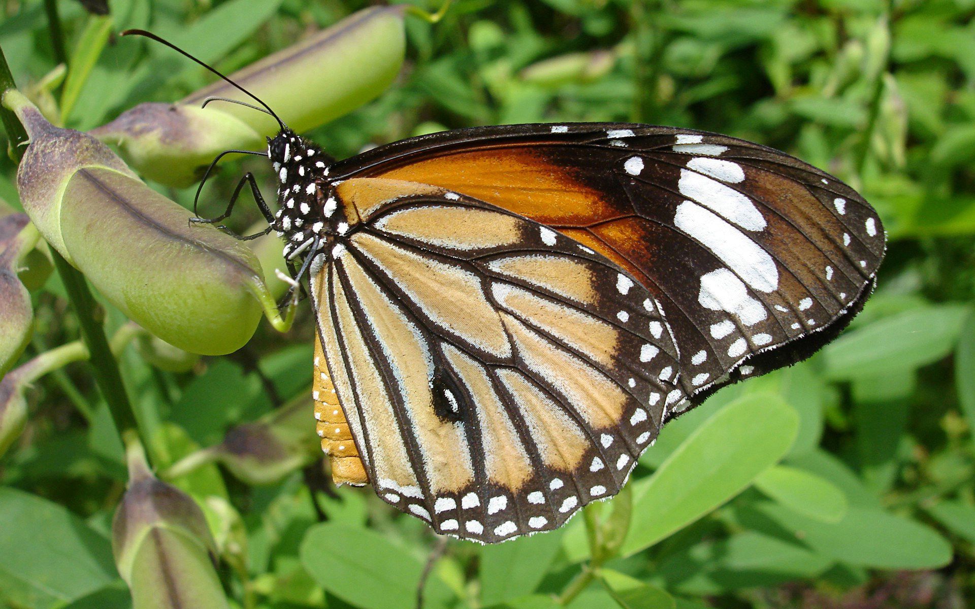 Descarga gratuita de fondo de pantalla para móvil de Animales, Mariposa, Venado.