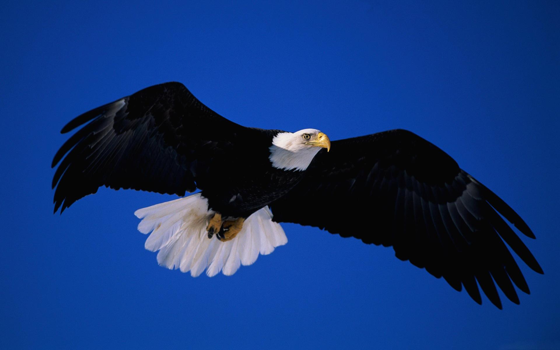 284901 descargar imagen aves, animales, águila calva: fondos de pantalla y protectores de pantalla gratis