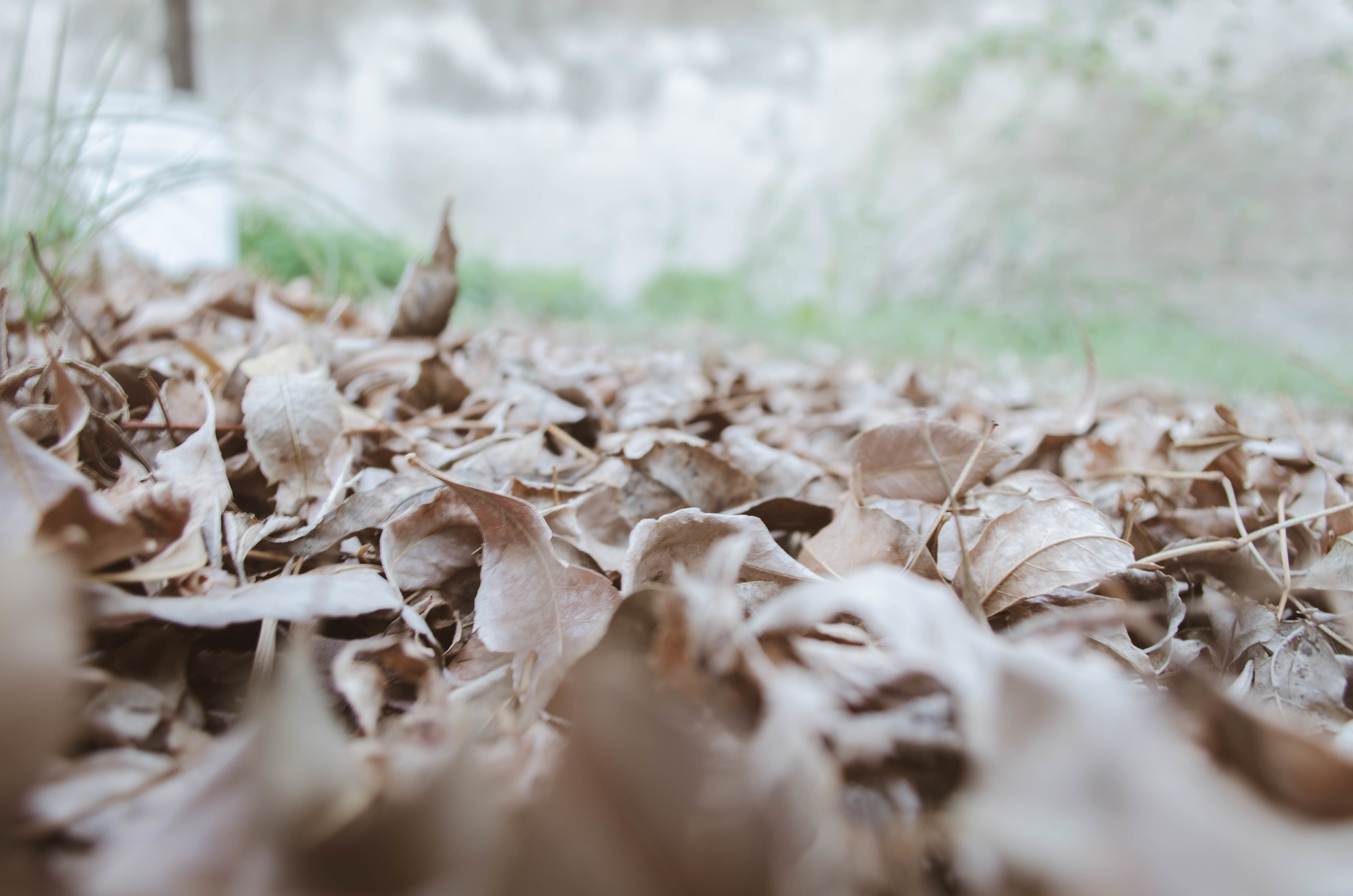 Free download wallpaper Nature, Close Up, Leaf, Fall, Earth on your PC desktop