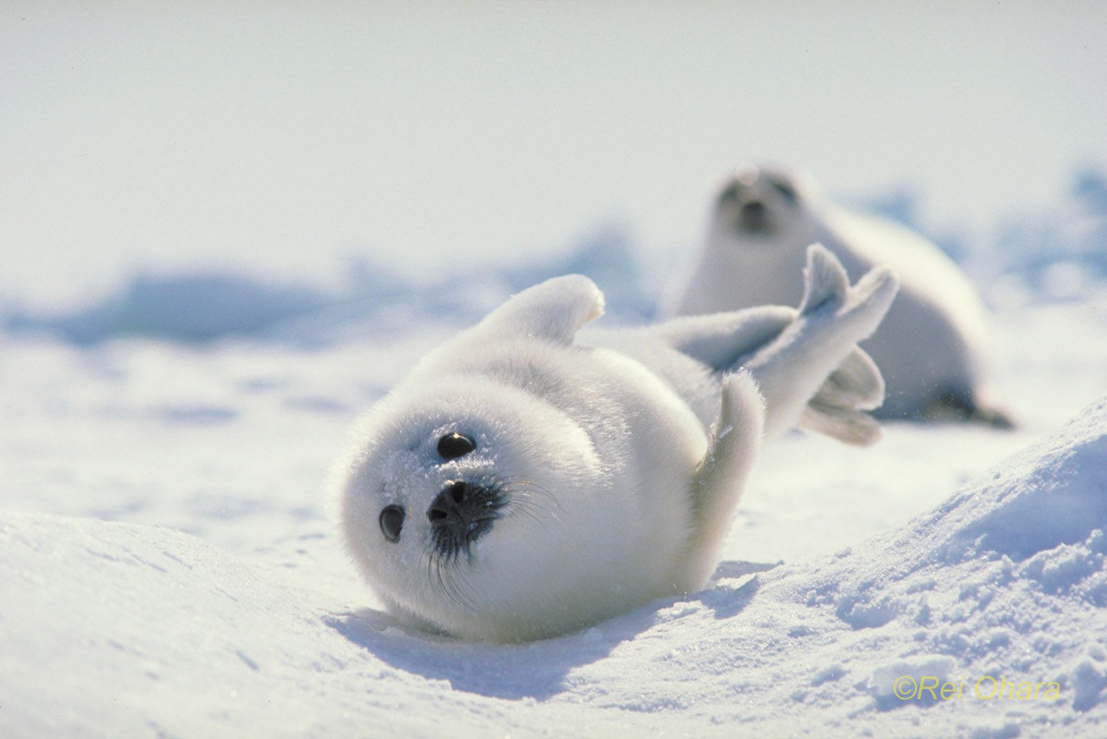 377129 скачать картинку гренландский тюлень, животные, печать, уплотнения - обои и заставки бесплатно