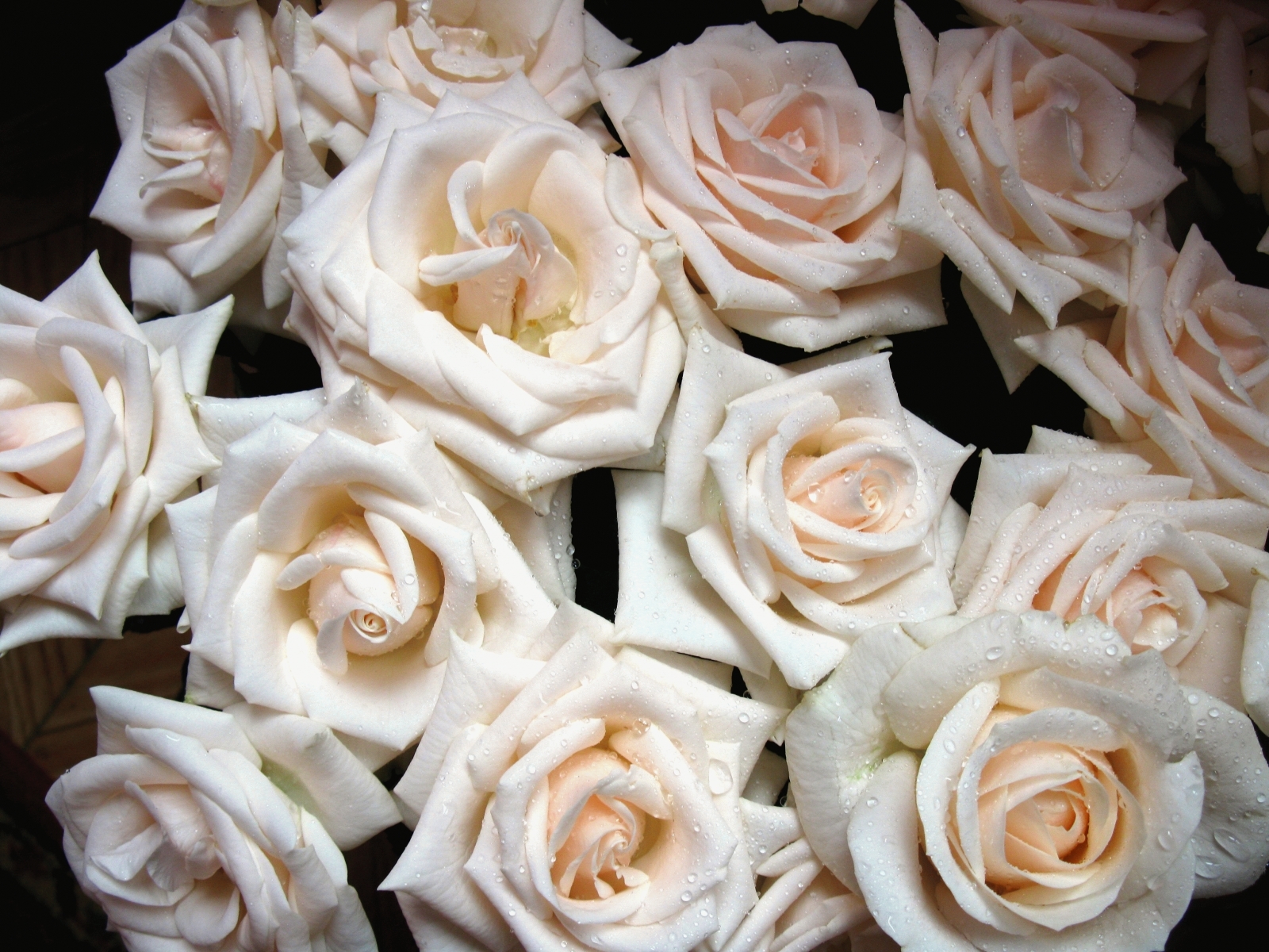 Laden Sie das Blumen, Roses, Pflanzen, Hintergrund-Bild kostenlos auf Ihren PC-Desktop herunter