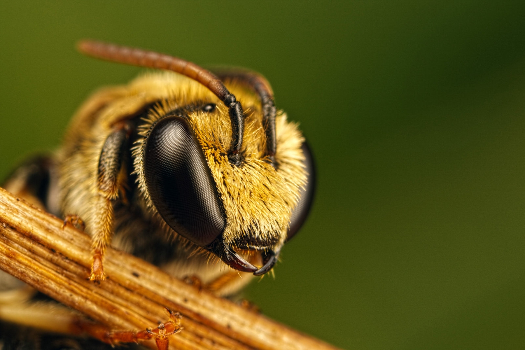 111974 завантажити шпалери бджола, макро, макрос, очі, комаха, політ, рейс - заставки і картинки безкоштовно