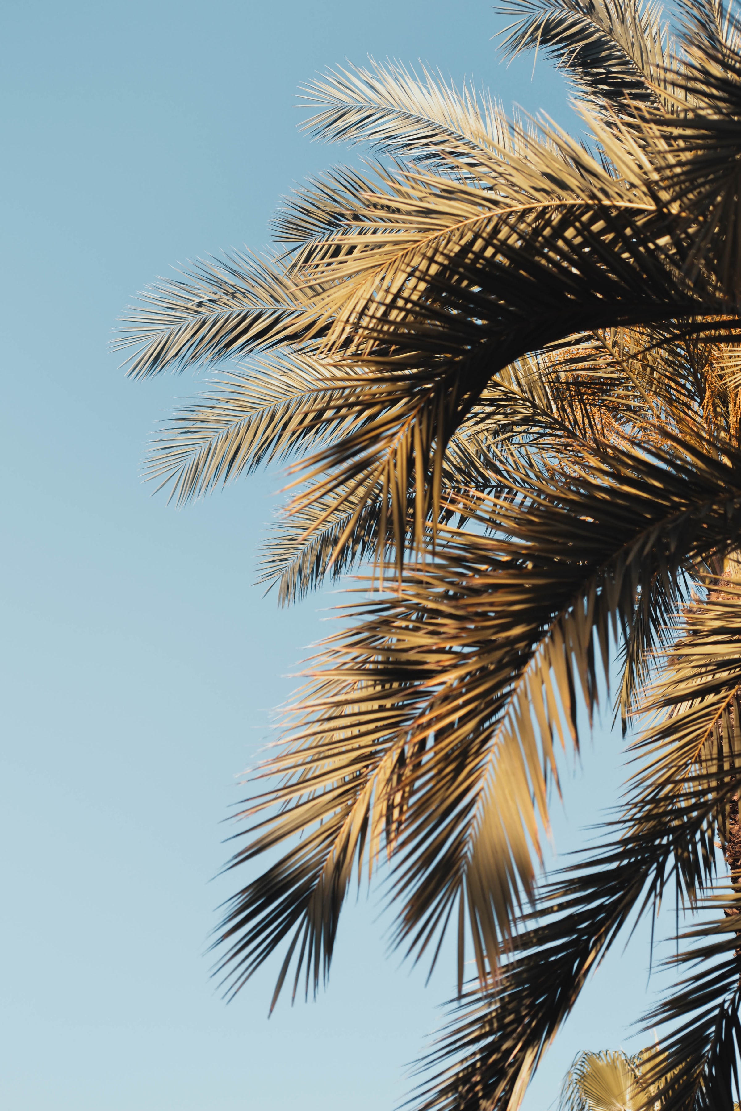 Download mobile wallpaper Branches, Nature, Sky, Leaves, Palms for free.