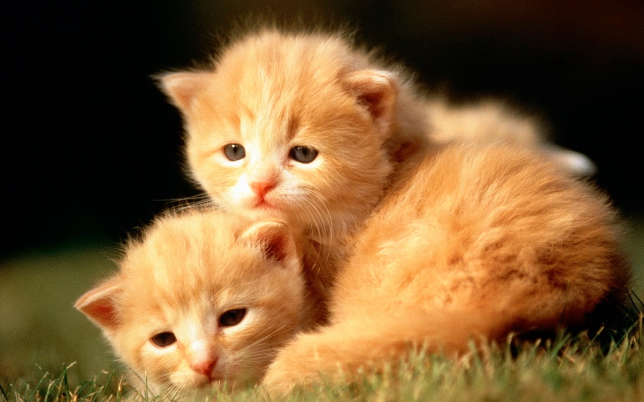 Download mobile wallpaper Cat, Animal for free.