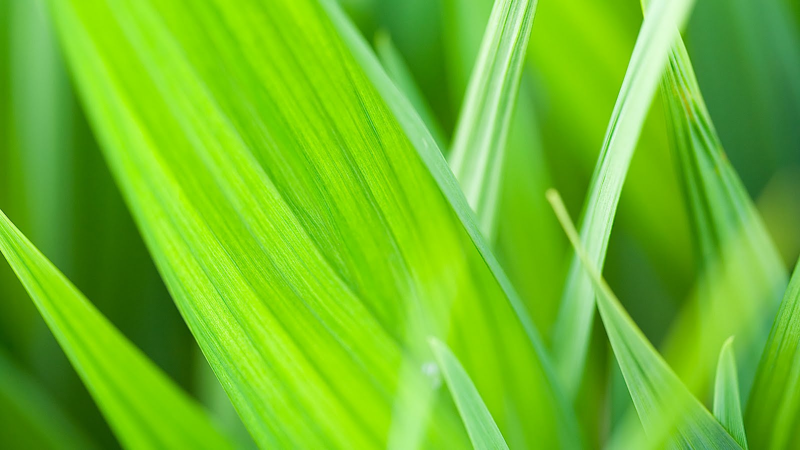 Descarga gratuita de fondo de pantalla para móvil de Hoja, Tierra/naturaleza.