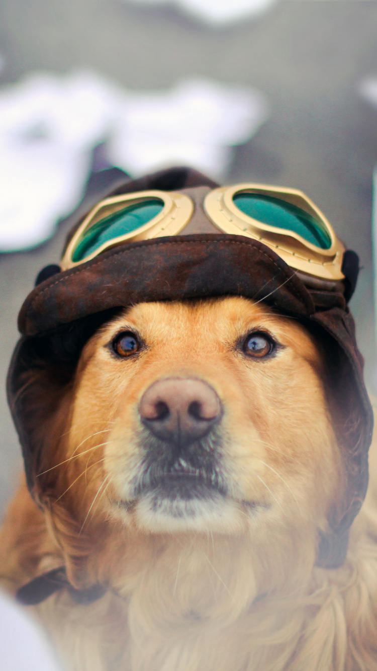Download mobile wallpaper Dogs, Animal, Golden Retriever for free.