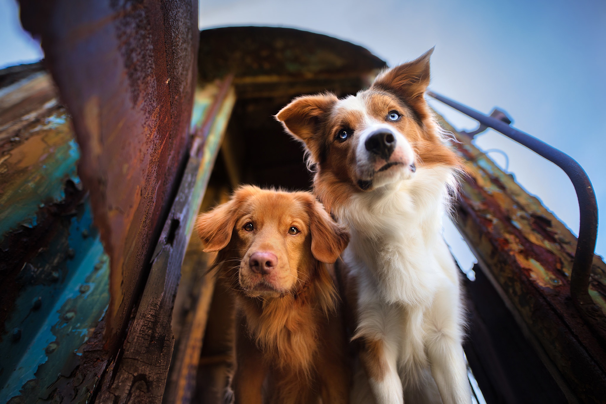 Téléchargez des papiers peints mobile Animaux, Chiens, Chien gratuitement.