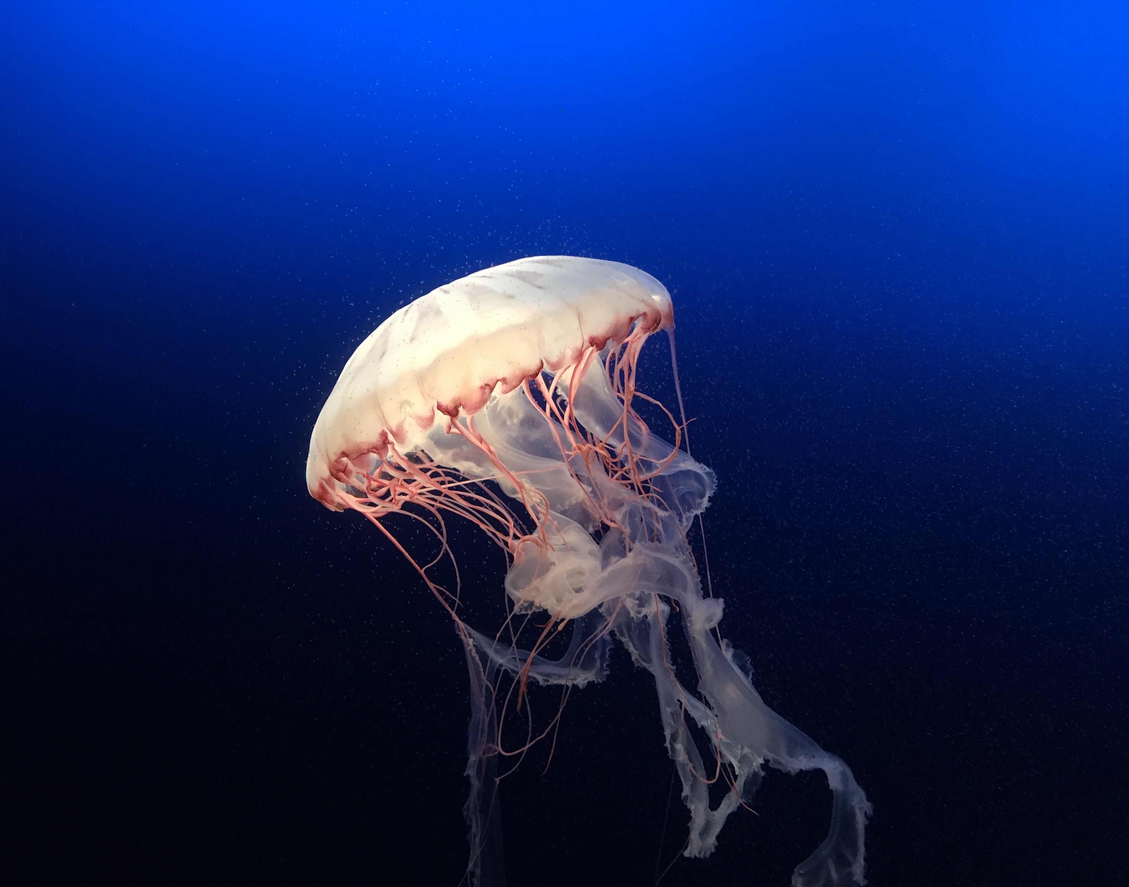 130287 скачать картинку подводный мир, животные, вода, плавание, океан, синий, медуза, аквариум - обои и заставки бесплатно