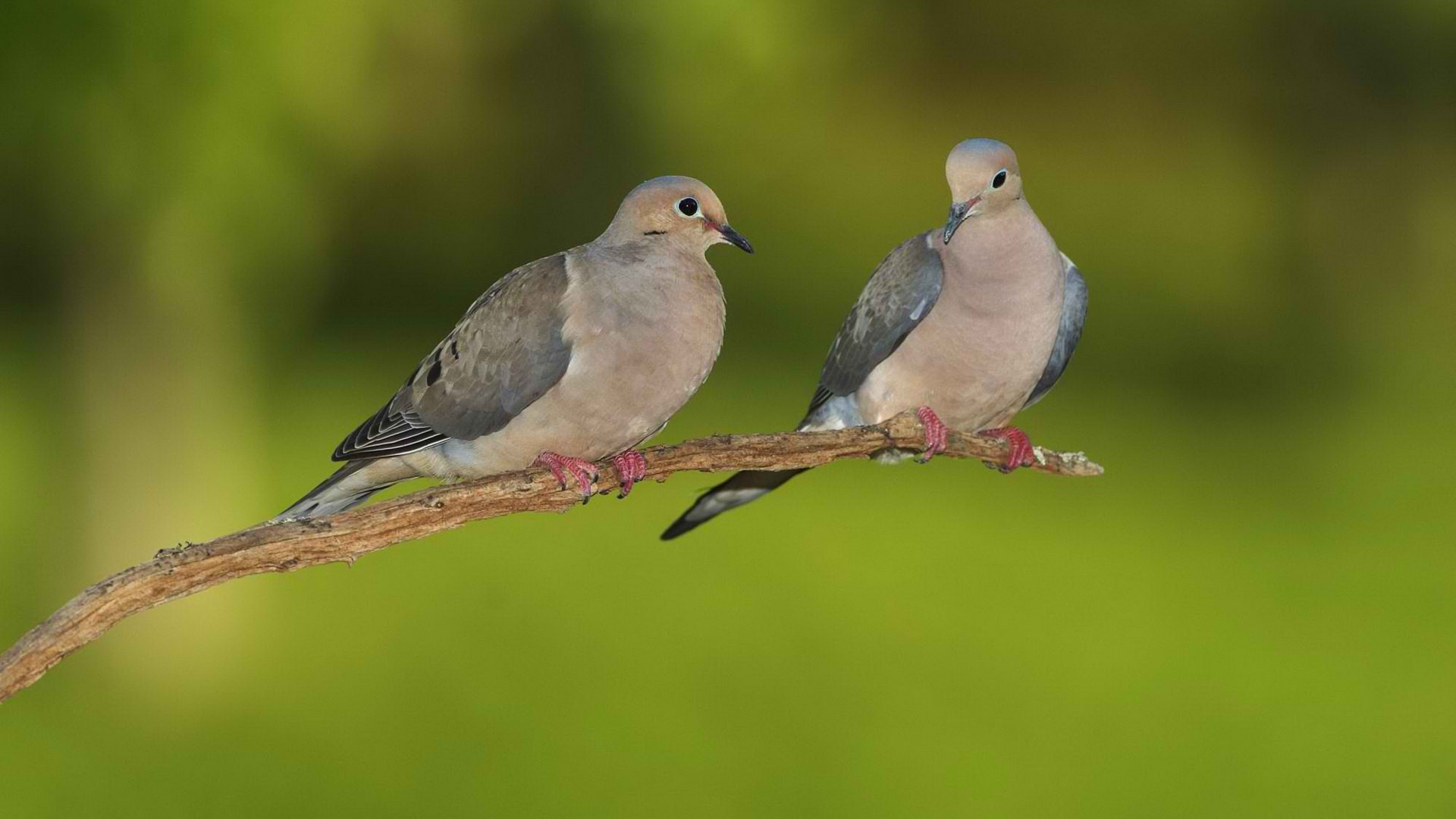 animal, dove, birds