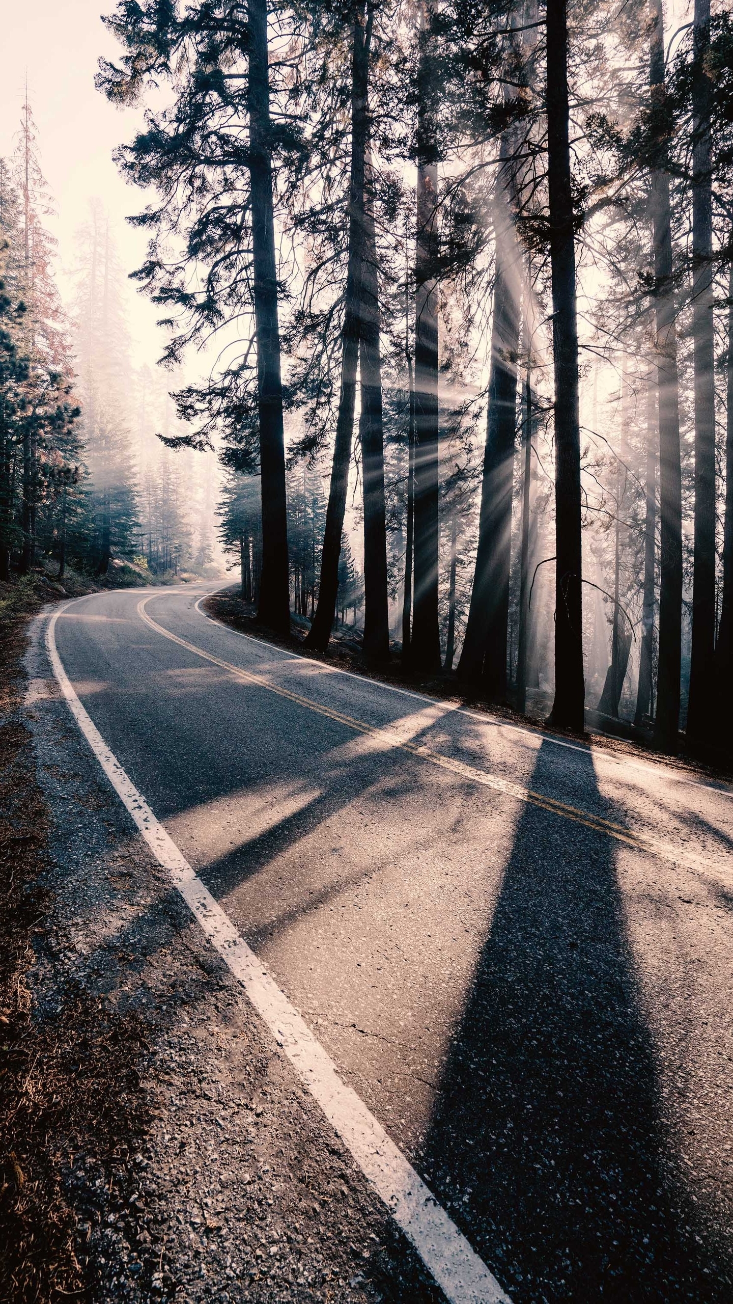 Download mobile wallpaper Road, Forest, Man Made for free.