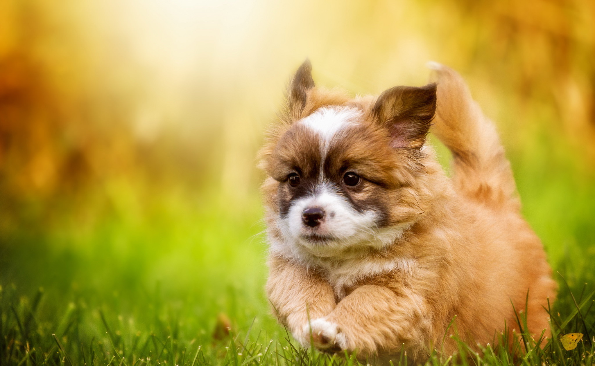 Download mobile wallpaper Dogs, Dog, Animal, Puppy, Baby Animal for free.