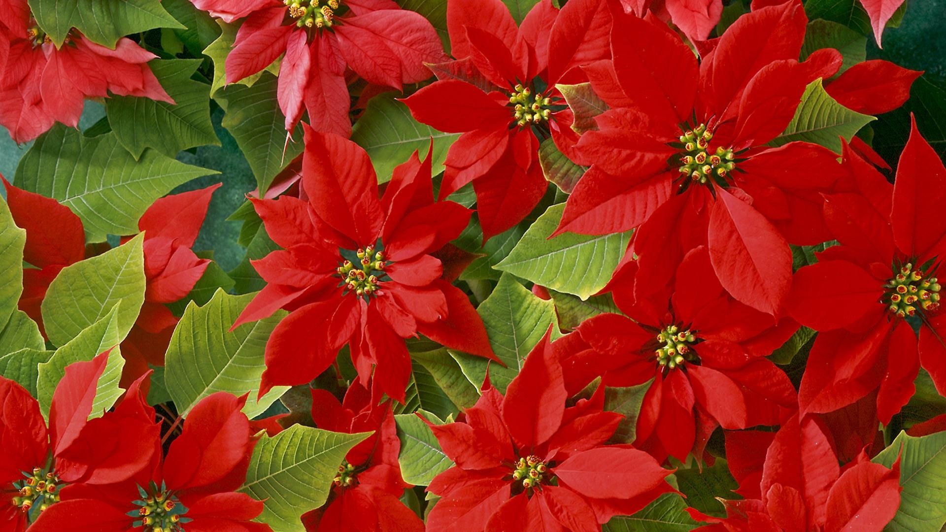 flowers, bright, red, leaves, beauty HD wallpaper