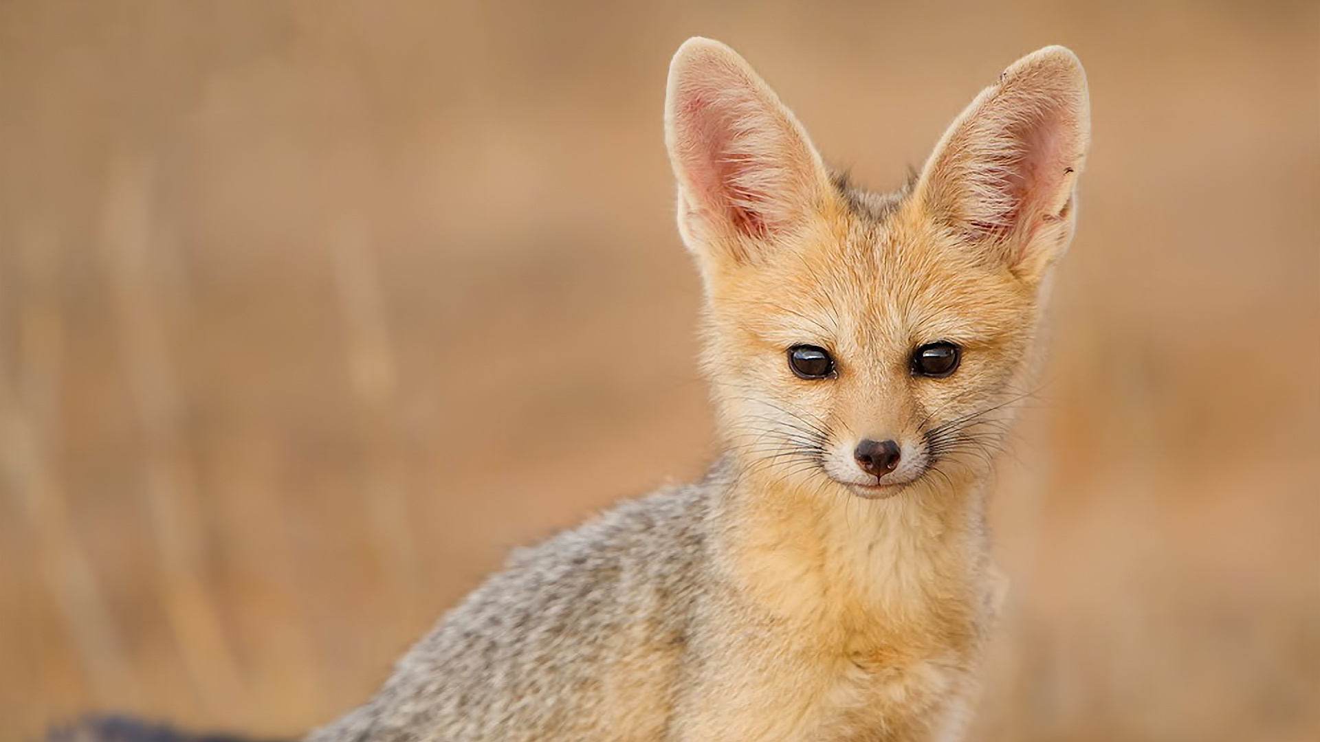 Free download wallpaper Fox, Animal, Cape Fox on your PC desktop