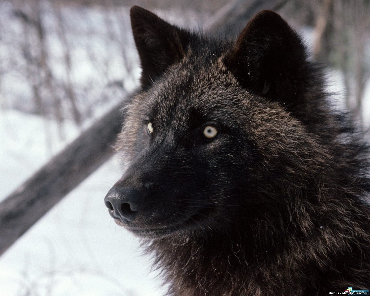 Download mobile wallpaper Animals, Wolfs for free.