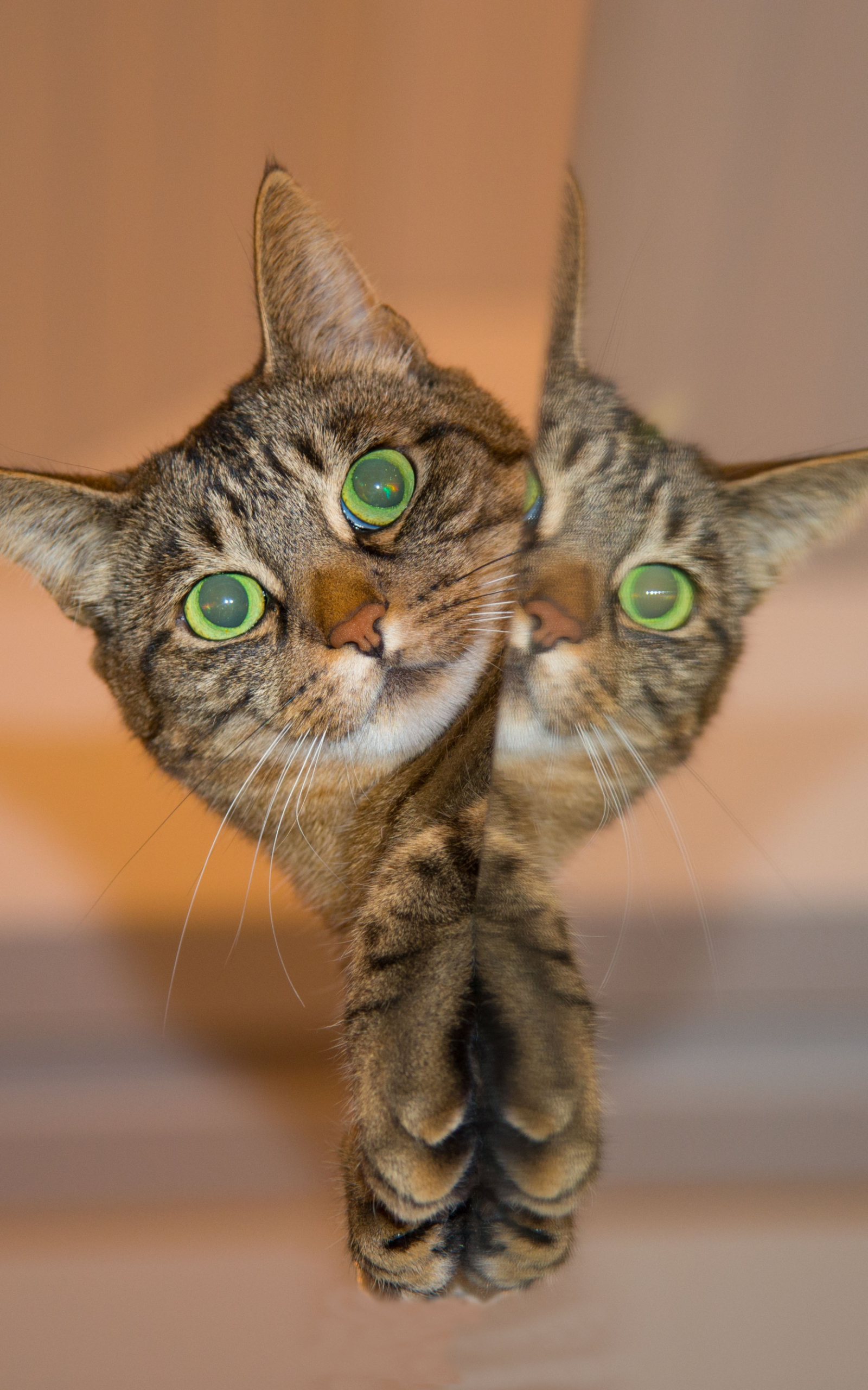 Laden Sie das Tiere, Katzen, Katze, Spiegelung, Betrachtung-Bild kostenlos auf Ihren PC-Desktop herunter