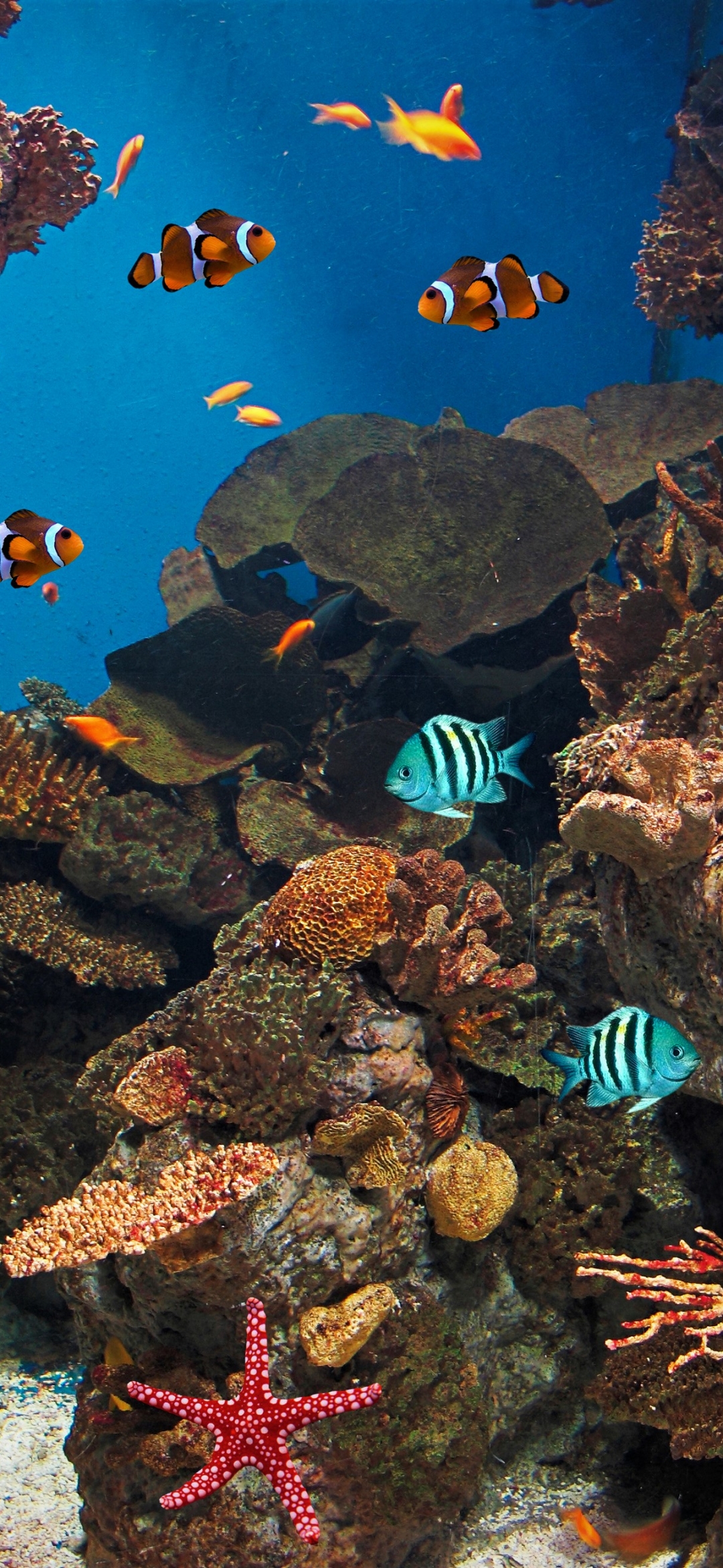 Download mobile wallpaper Fishes, Coral, Starfish, Animal, Fish, Underwater, Clownfish for free.