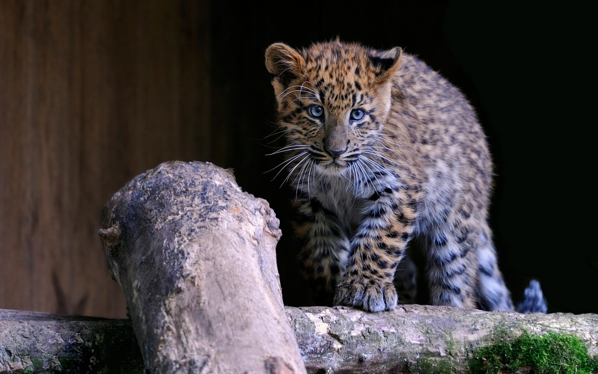 Handy-Wallpaper Tiere, Katzen, Leopard kostenlos herunterladen.