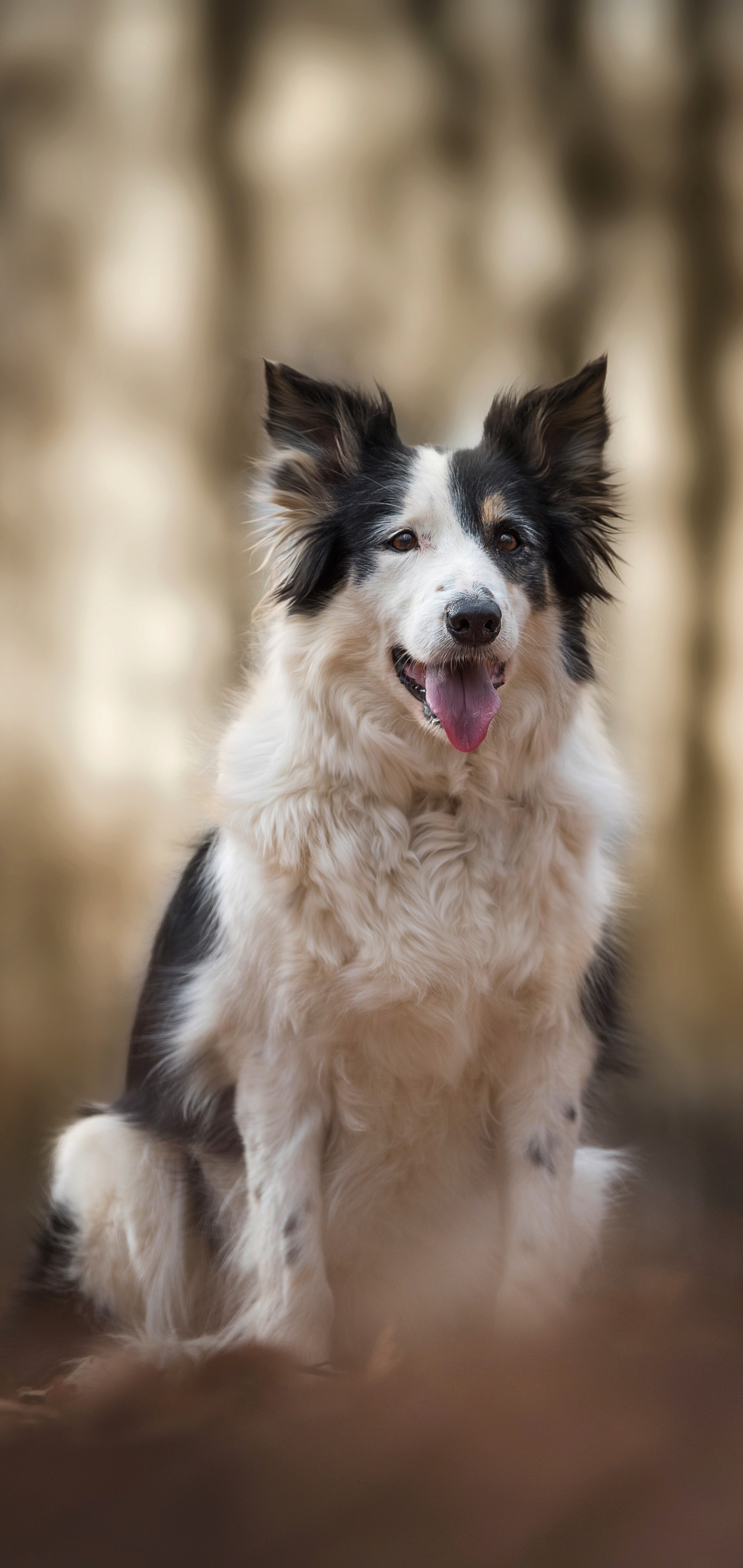 Download mobile wallpaper Dogs, Dog, Animal, Border Collie, Depth Of Field for free.