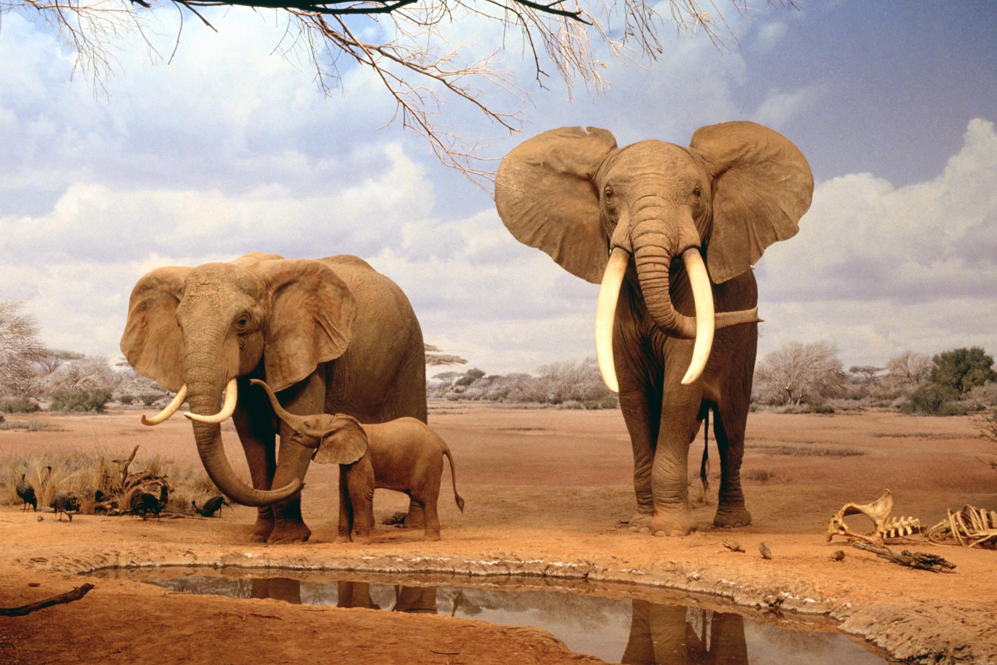 Téléchargez des papiers peints mobile Animaux, Éléphants, Éléphant De Savane D'afrique gratuitement.