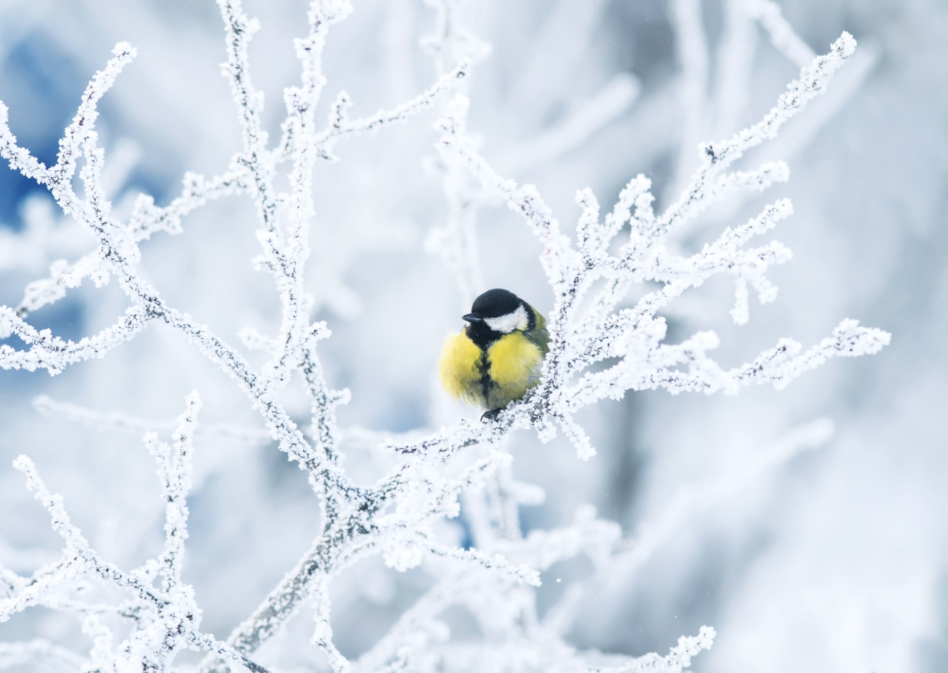 430120 Hintergrundbild herunterladen tiere, meise, vogel, ast, kohlmeise, schnee, winter, vögel - Bildschirmschoner und Bilder kostenlos