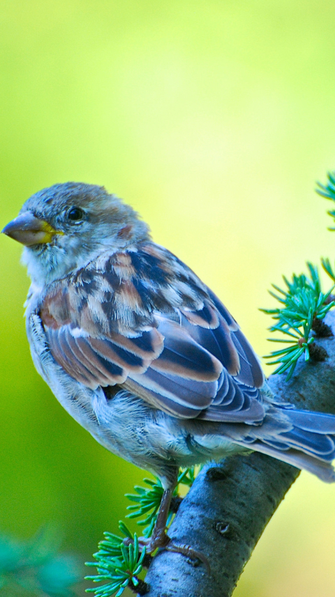 Download mobile wallpaper Birds, Bird, Sparrow, Branch, Animal for free.