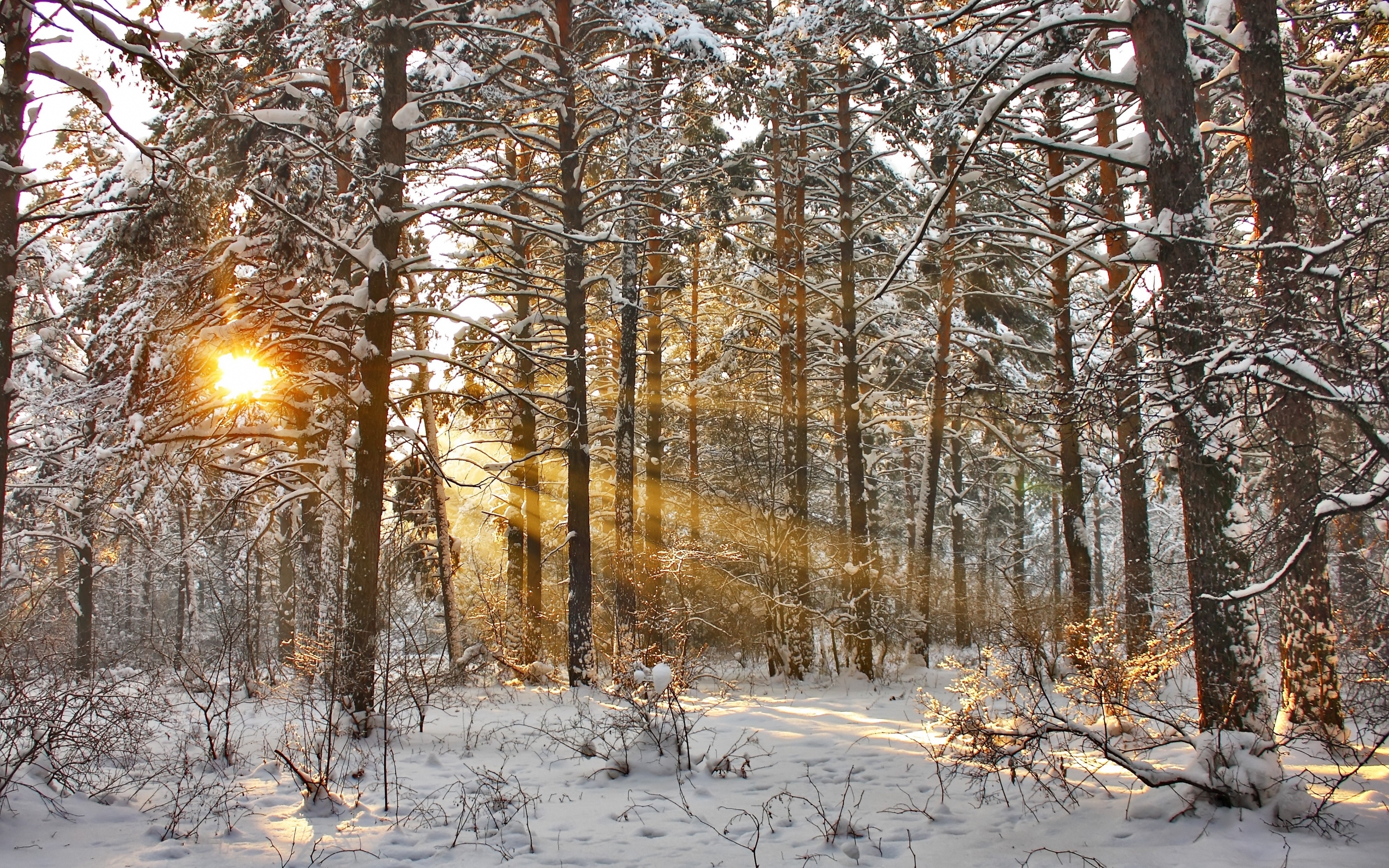 Скачать обои бесплатно Снег, Деревья, Солнце, Пейзаж, Зима картинка на рабочий стол ПК