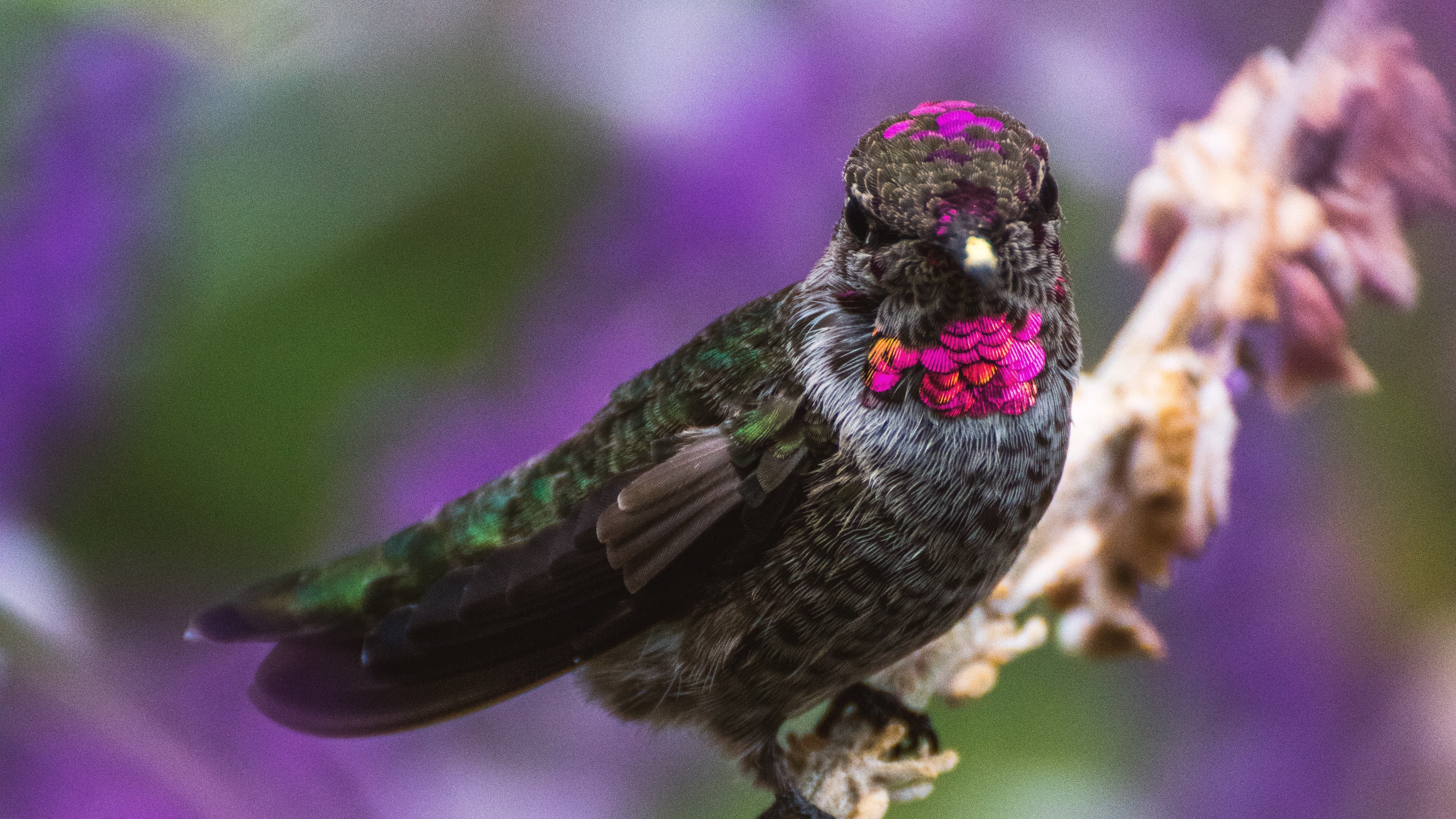 Téléchargez des papiers peints mobile Animaux, Oiseau, Des Oiseaux, Colibri gratuitement.