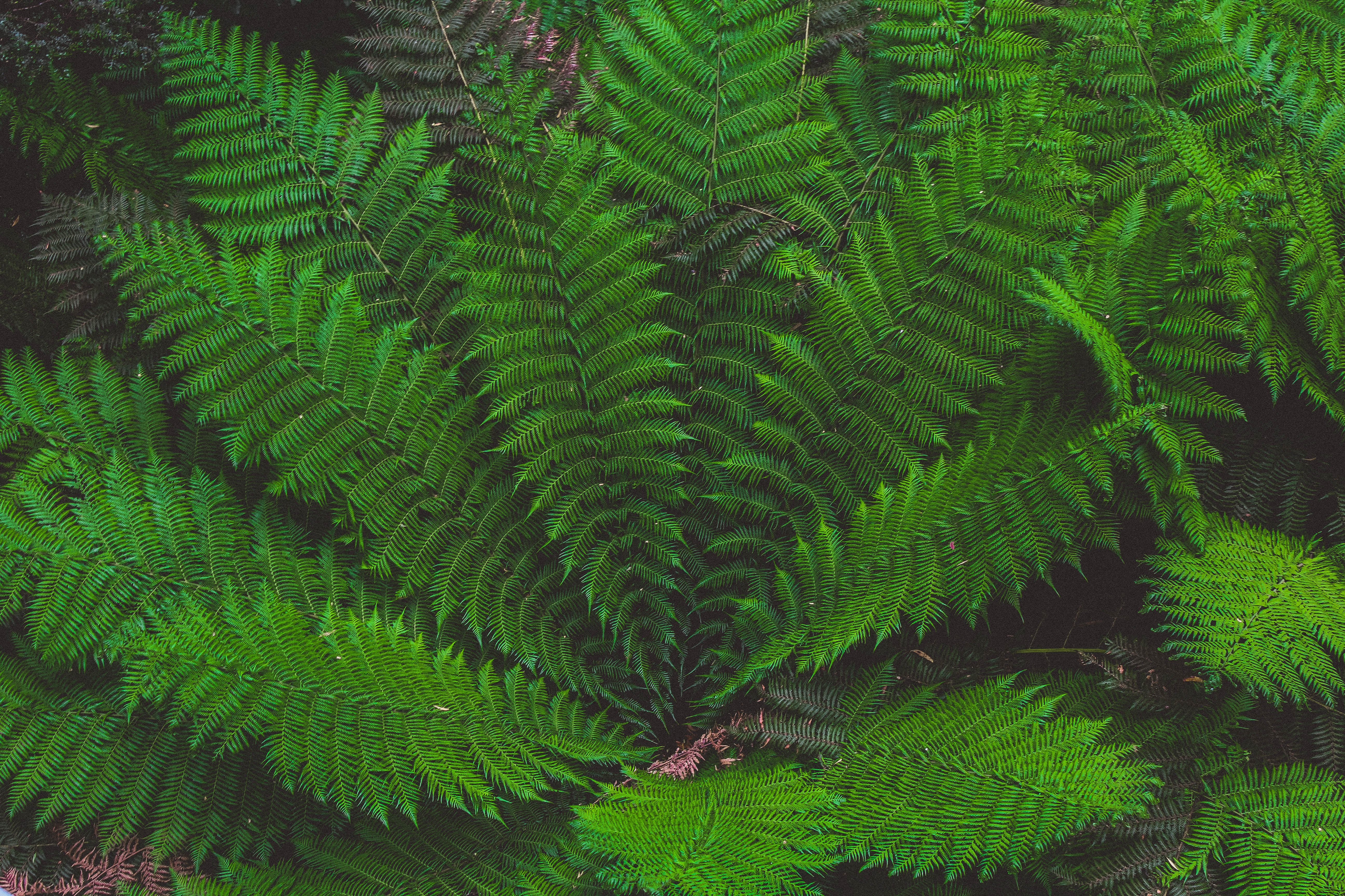 Download mobile wallpaper Plant, Nature, Leaves for free.