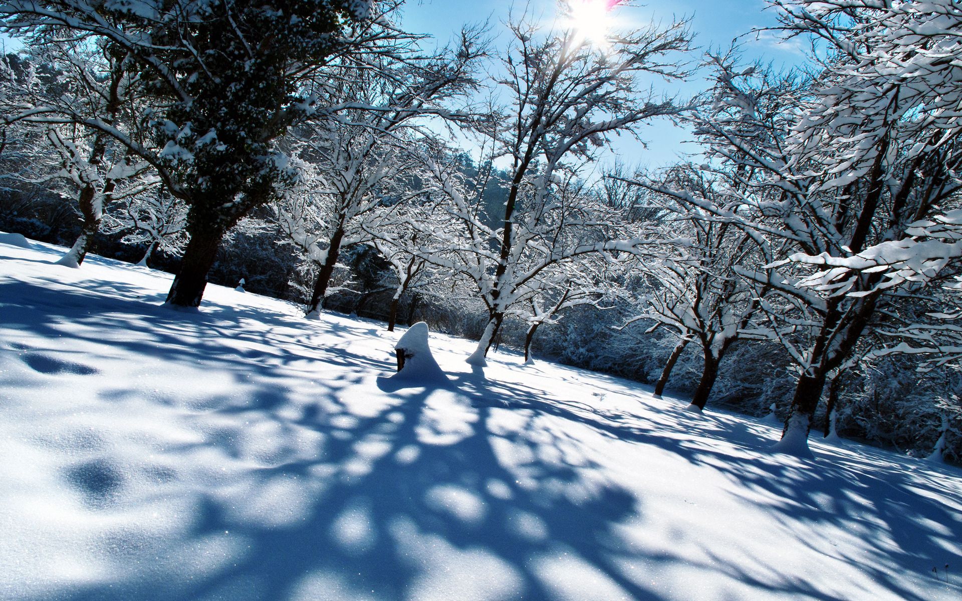 Download mobile wallpaper Snow, Cover, Winter, Trees, Shadows, Nature, Shine, Light for free.