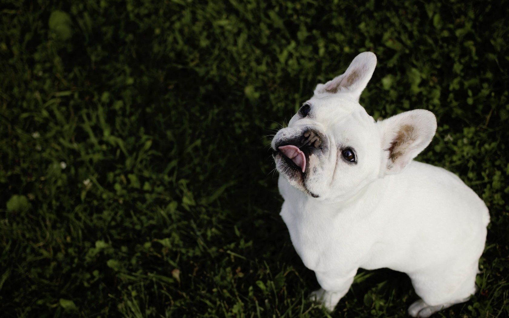104885 Bild herunterladen französische bulldogge, tiere, grass, bulldogge, bulldog - Hintergrundbilder und Bildschirmschoner kostenlos