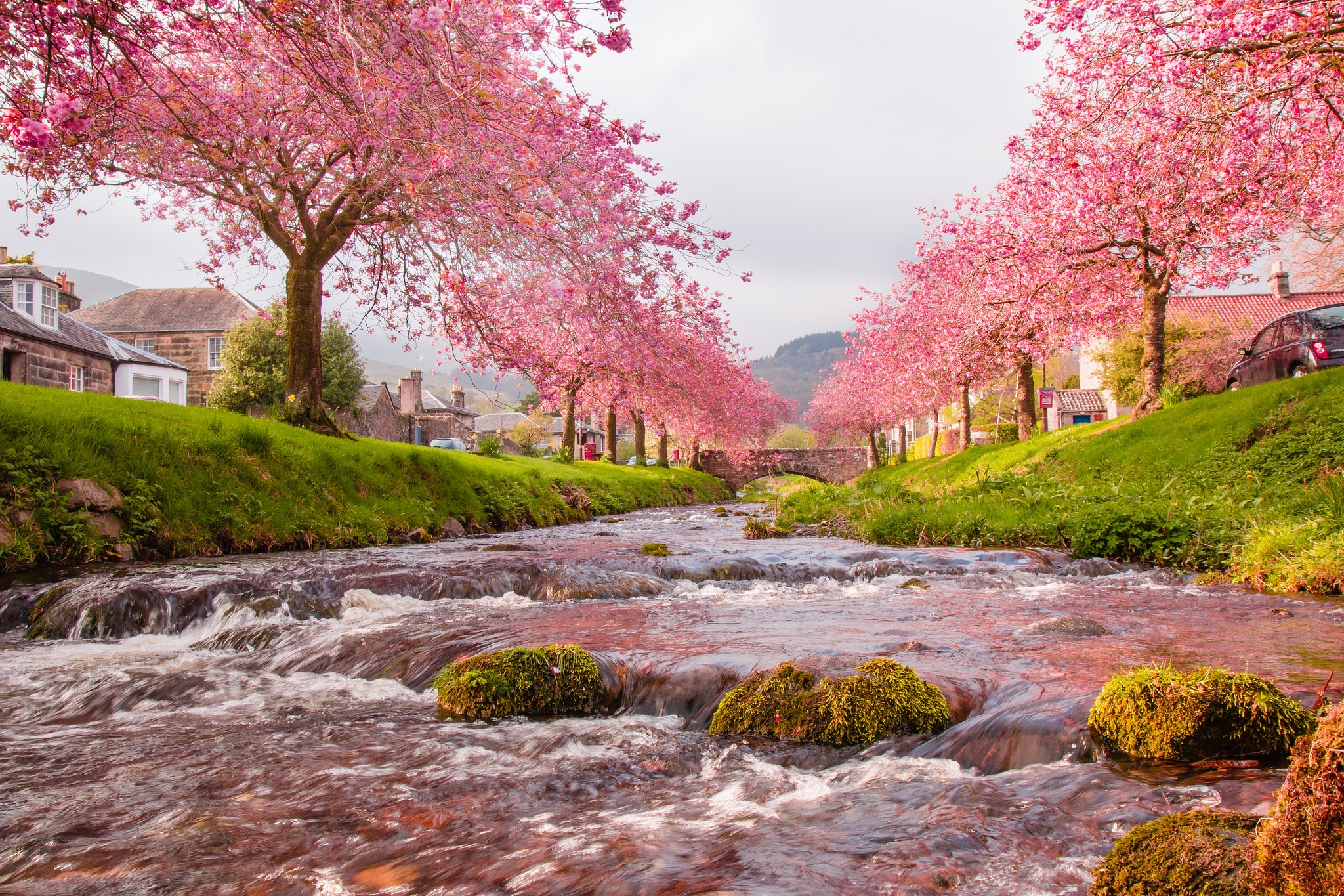 735271 baixar imagens flor de cerejeira, vila, natureza, feito pelo homem, terra, rosa, rio, sakura - papéis de parede e protetores de tela gratuitamente