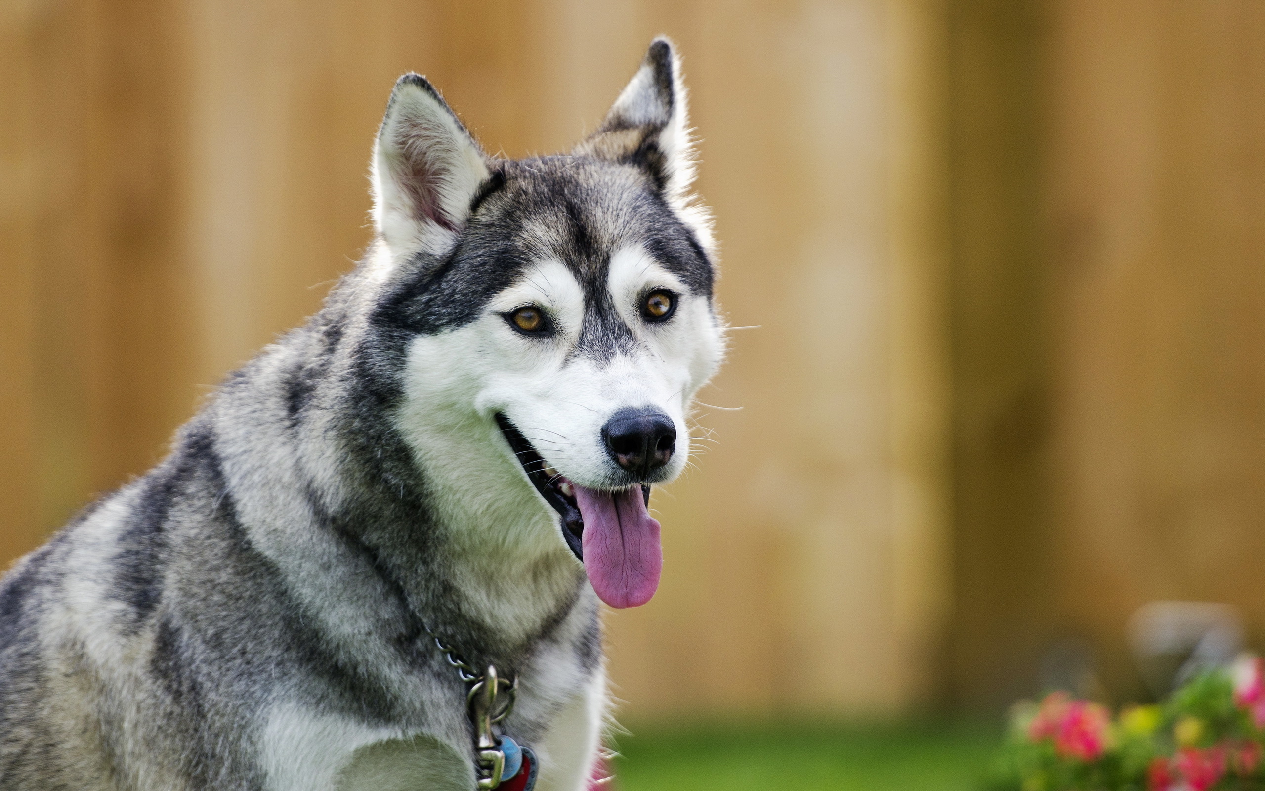 Handy-Wallpaper Hunde, Hund, Tiere kostenlos herunterladen.