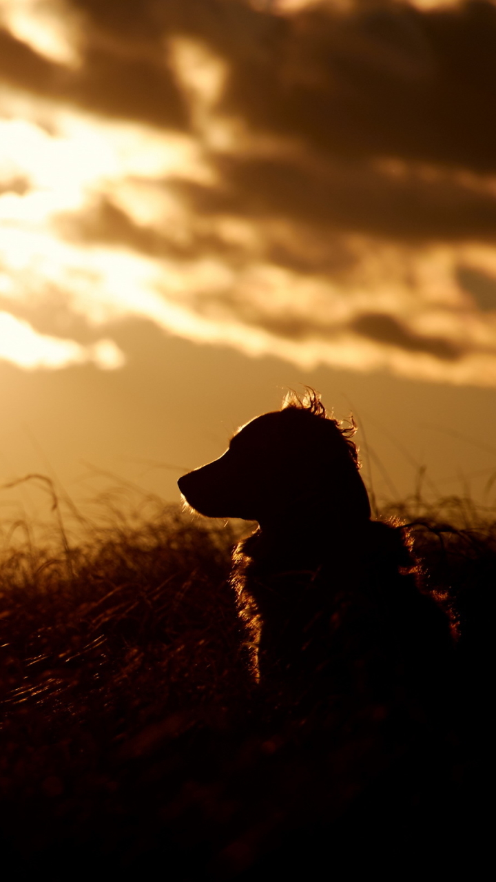 Download mobile wallpaper Dogs, Sunset, Silhouette, Dog, Animal, Golden Retriever for free.