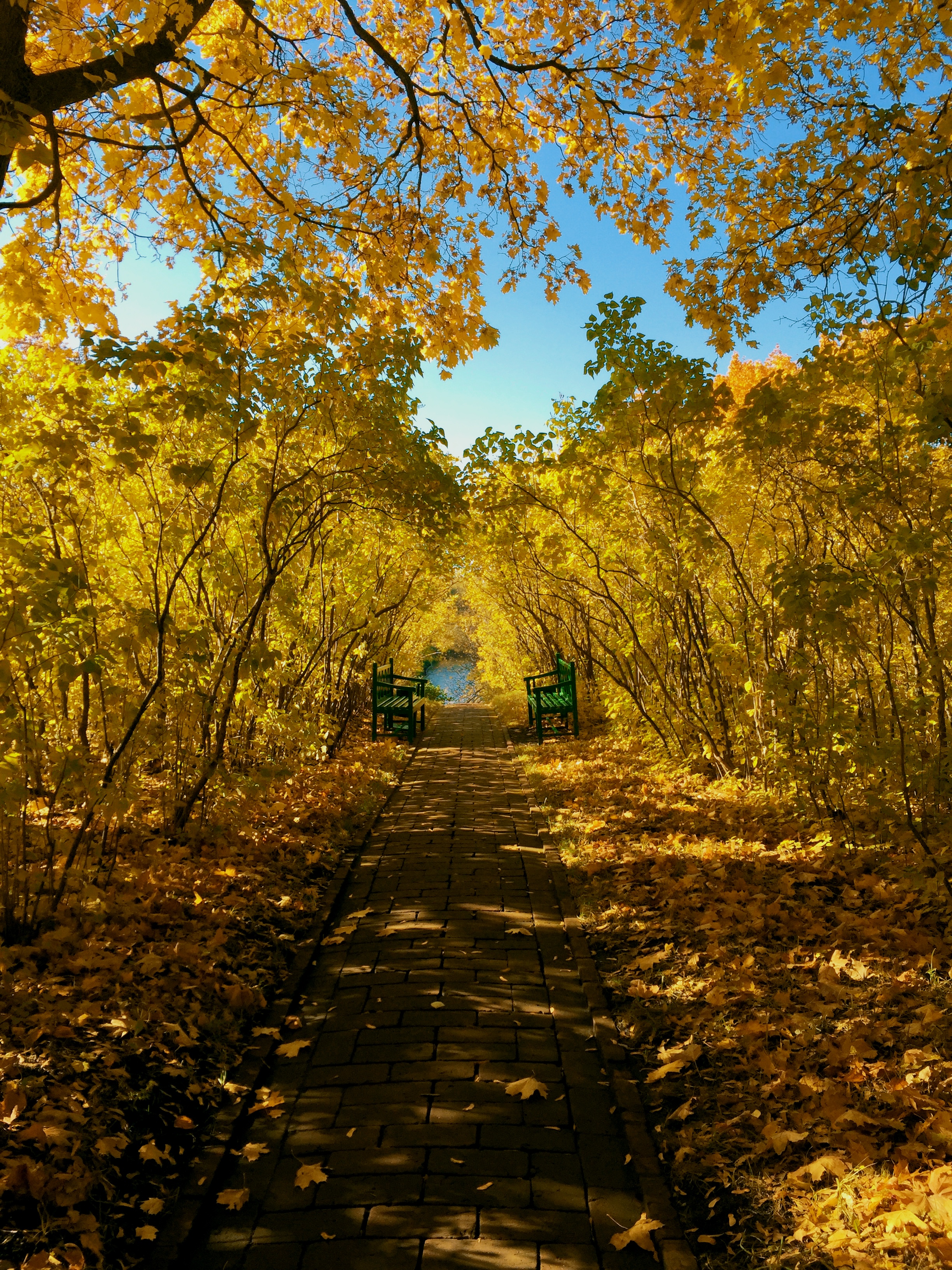 landscape, nature, autumn, park, foliage, benches Desktop Wallpaper