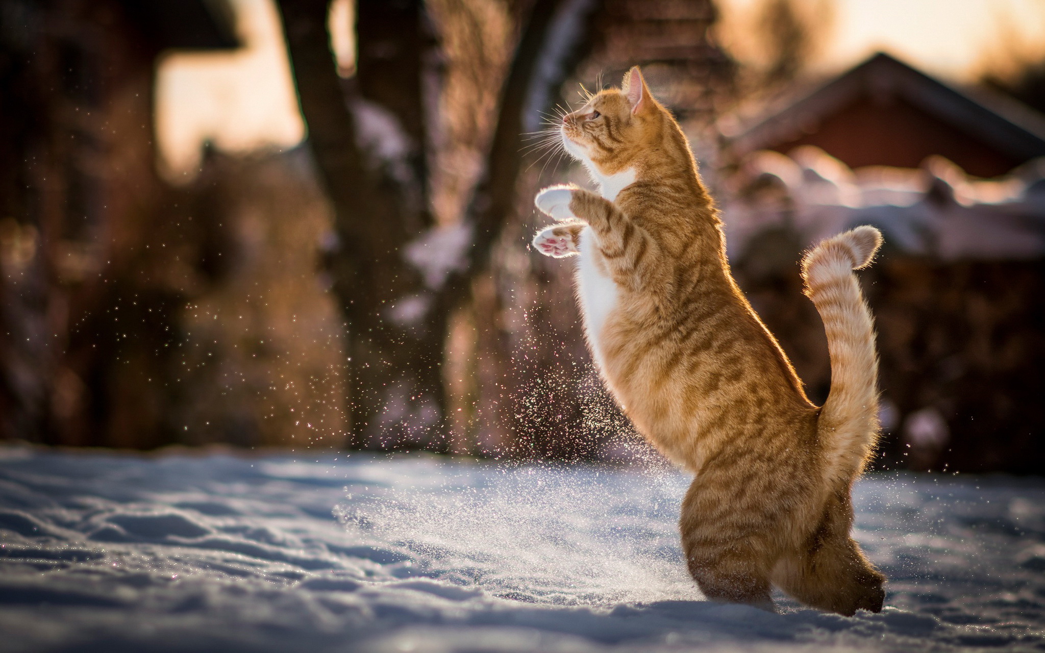 Baixar papel de parede para celular de Animais, Gato gratuito.